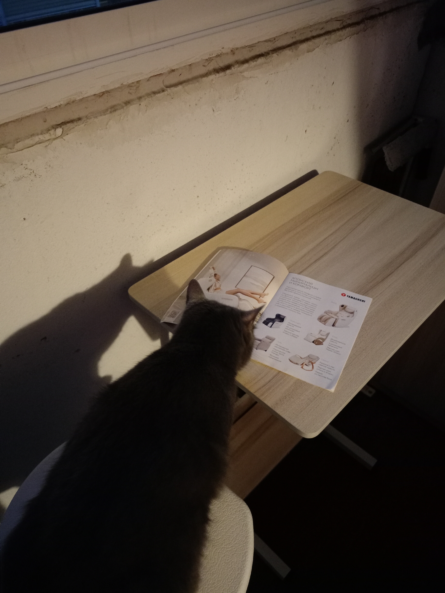 A grey cat is sitting on a chair in front of a small wooden table. The cat is looking at an open catalog which is placed on the table. The catalog has pictures of massage chairs. The background shows a wall and a window. The scene appears to be indoors. There is no information that can identify the location as Petrozavodsk, Russia.
