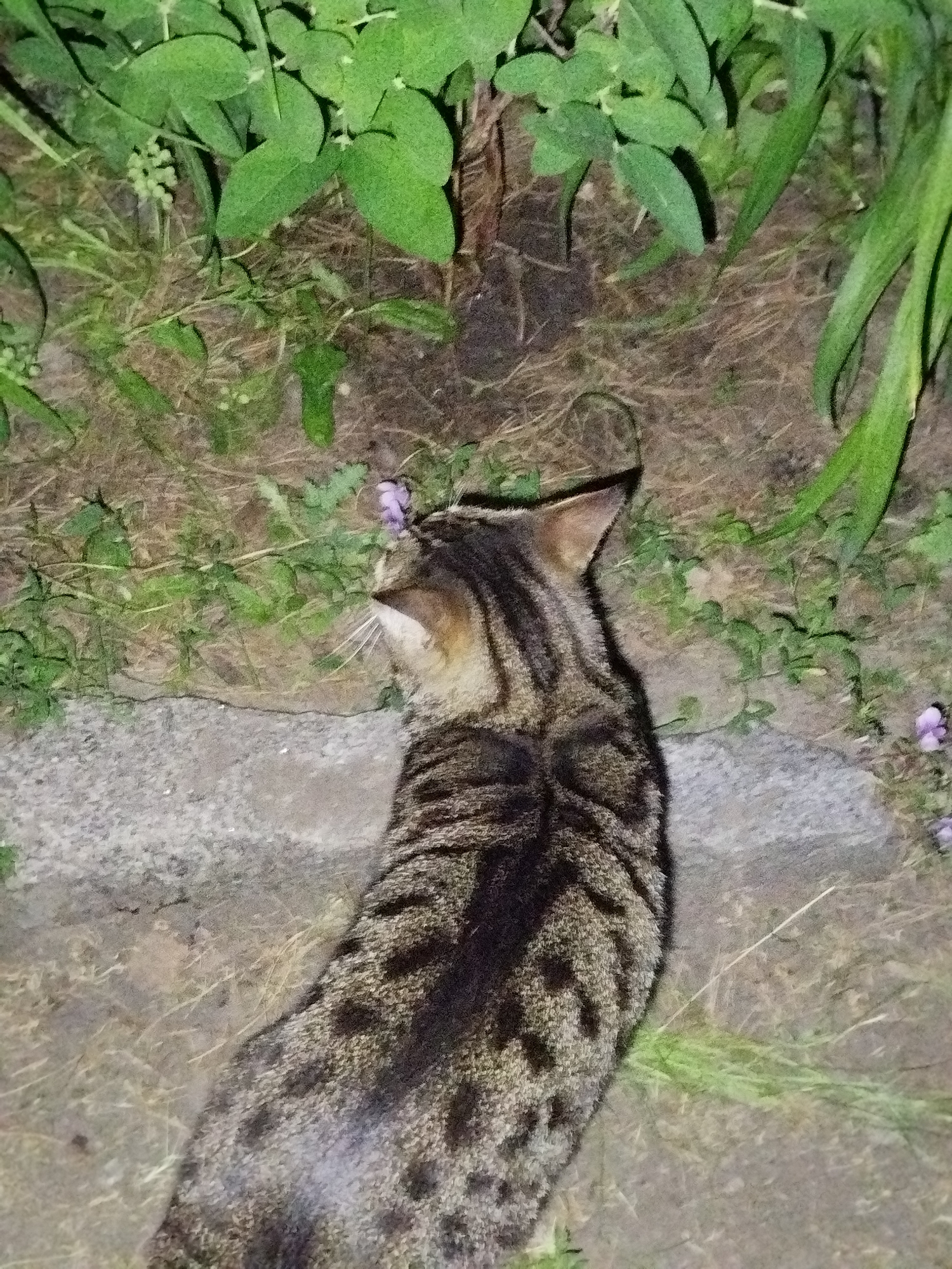 The image features a short-haired tabby cat, seen from above and slightly behind, positioned in an outdoor setting. The cat occupies the lower and central portion of the frame, its head turned sharply to the left, indicating focus or observation towards something beyond the frame. Its fur displays distinct dark brown to black stripes and spots on a lighter brown and tan background. Visible white whiskers protrude from its muzzle, and one ear is erect and alert.
The cat is situated next to a textured, grey, paved surface, possibly a sidewalk edge or a large stone, which runs diagonally across the middle of the image. Beyond this paved edge, the ground is a mix of dry earth, sparse green grass, and small, light green foliage. A few small purple flowers are visible in the greenery to the right of the cat's head. The upper left and top areas of the image are filled with dense, broad green leaves from various plants, forming a natural backdrop.
The lighting suggests the photo was taken at dusk or night, with the cat and parts of the foreground illuminated brightly by an artificial light source, likely a flash, creating strong contrasts and shadows. The overall scene depicts a moment of a domestic cat's activity in a natural or semi-wild garden environment. No text is visible in the image.