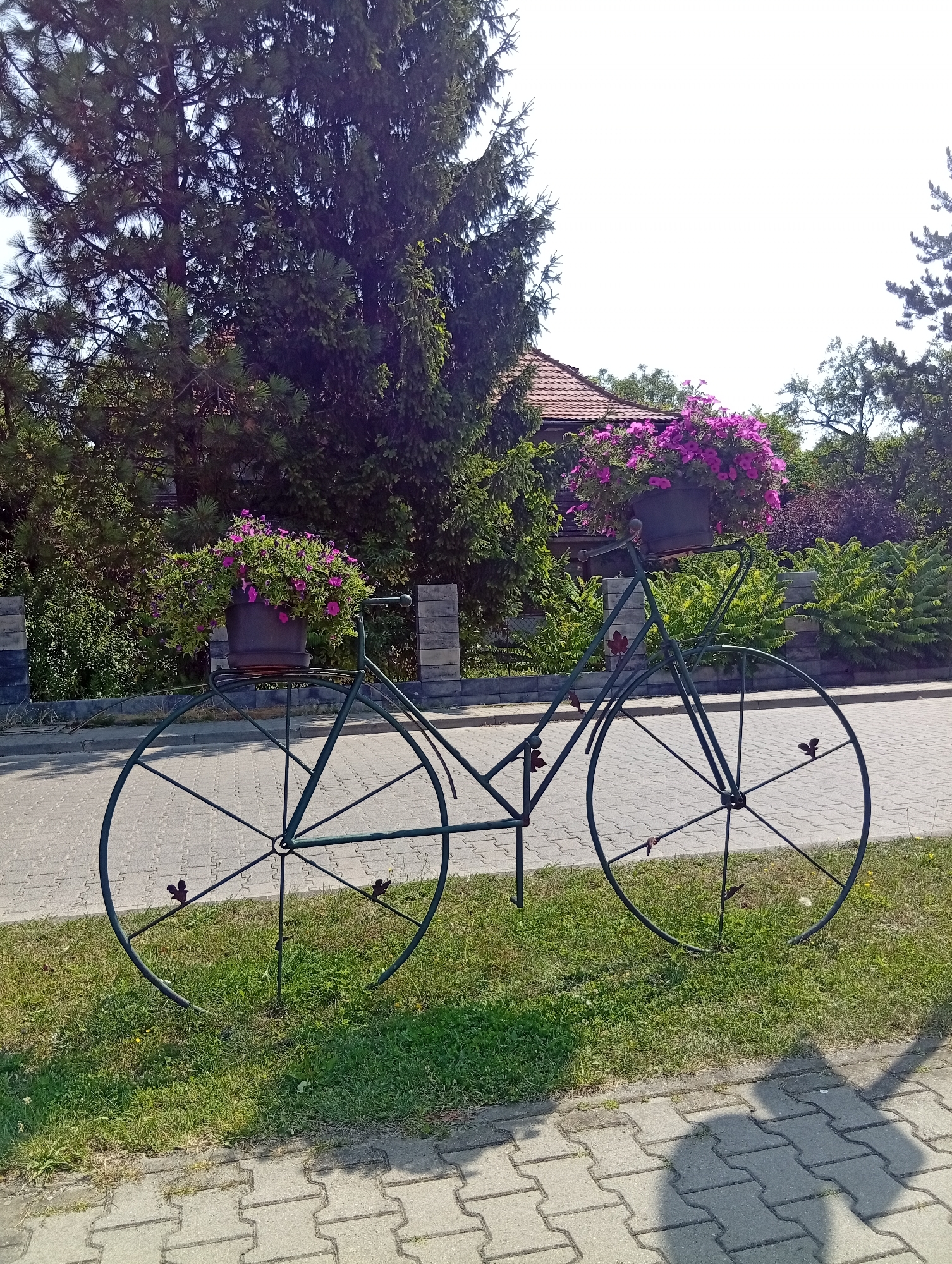 An outdoor, eye-level, medium shot captures a decorative metal bicycle on a paved walkway in Długołęka, Poland. The bicycle is painted dark green and serves as a planter for a pot of vibrant pink petunias. The bicycle's frame is visible, including its large spoked wheels, handlebars, and a central frame. The bicycle is positioned on a grassy area adjacent to the walkway. Behind the bicycle, a fence made of grey stone blocks can be seen, with lush green bushes and trees beyond. A portion of a red-tiled roof from a building is visible through the foliage. The sky is bright and clear. The foreground shows the textured pattern of the paved walkway and the dappled shadow of a person cast upon it.
