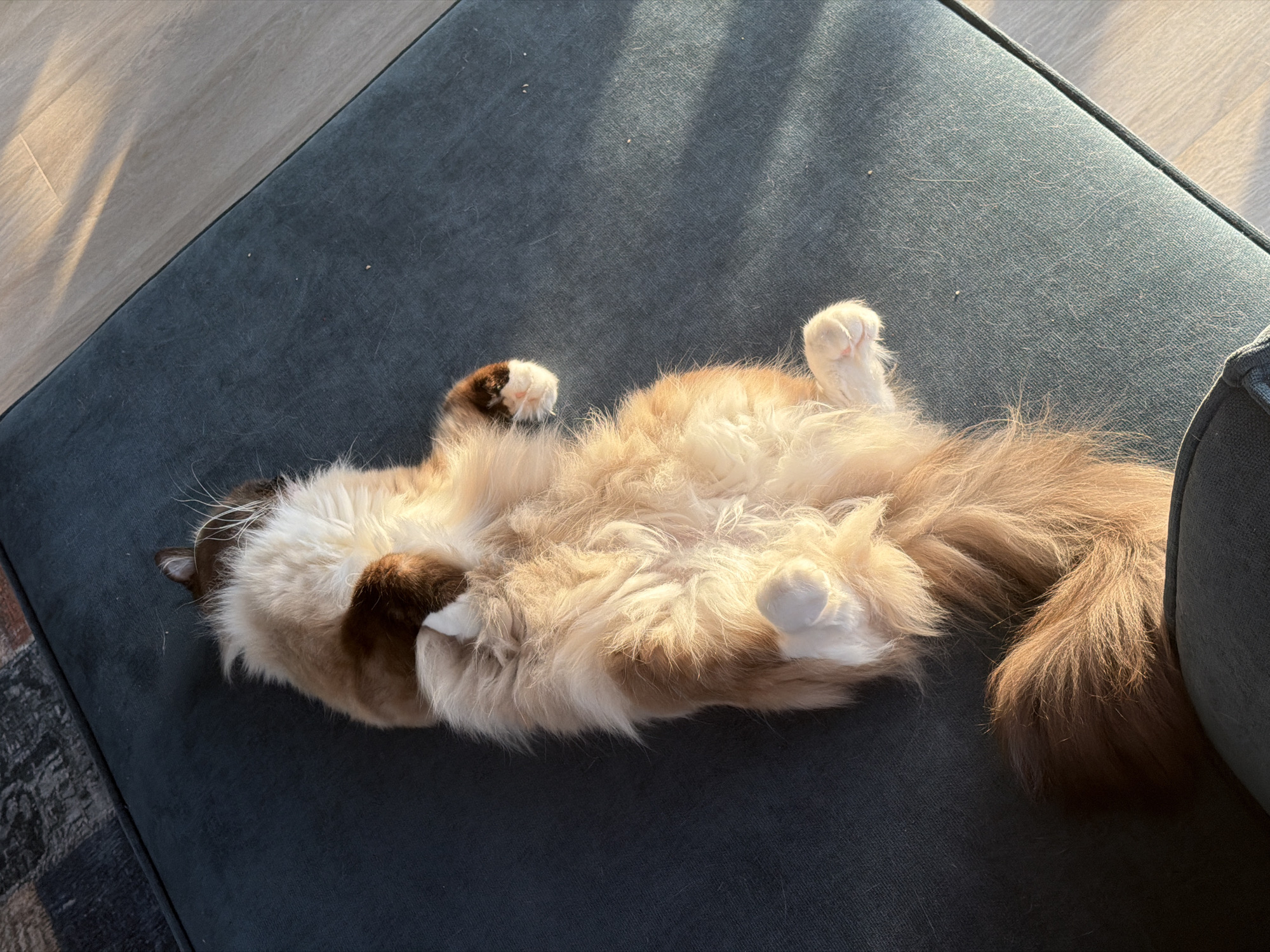 A fluffy cat is lying on its back on a dark blue sofa in a room in Rijswijk, Netherlands. The cat has light-colored fur on its belly and paws, with darker brown markings on its back and tail. Sunlight streams in from the right, illuminating the cat's fur and casting shadows on the sofa and the wooden floor. The cat appears relaxed and is not interacting with anyone. The environment is a domestic setting, likely a living room, with a rug visible in the upper left corner.