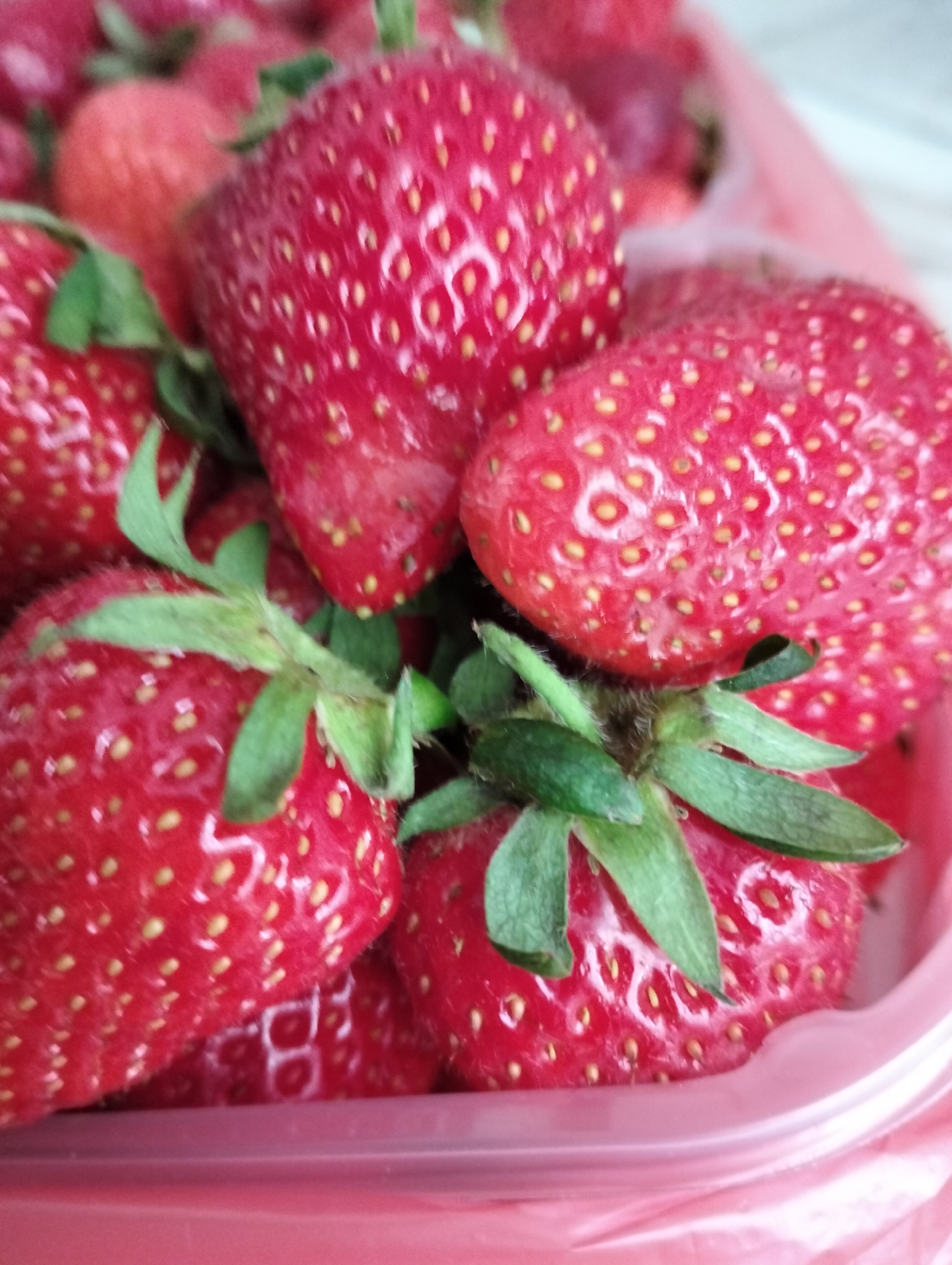 A close-up, indoor shot shows a pile of fresh strawberries in a red plastic container. The focus is on the strawberries, highlighting their red color, small seeds, and green stems. The container appears to be partially filled with the strawberries. The background is slightly out of focus, revealing hints of a light-colored surface. Krykhivtsi, Ukraine is not indicated.
