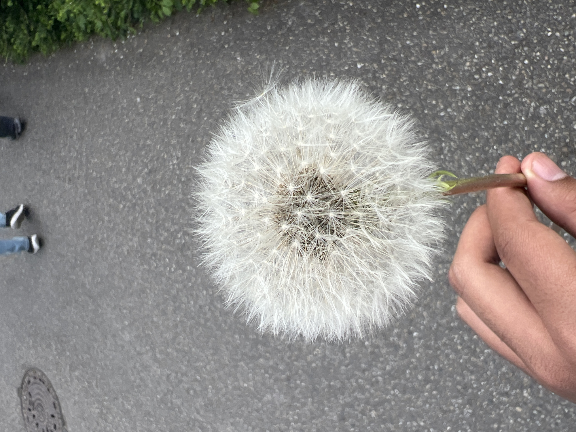 A top-down view shows a dandelion seed head being held in someone's hand. The hand is holding the stem of the dandelion. The background is asphalt pavement. Some green vegetation is visible in the upper left corner. The location is possibly Strasbourg, France. Two feet in jeans are also visible in the upper left corner of the frame. A manhole cover is partially visible in the lower left corner.