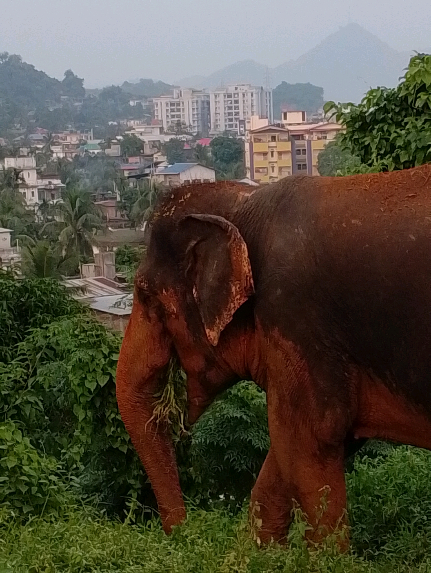 An elephant is shown in the foreground, its head and front portion of its body filling the right side of the frame. The elephant has a dark brown, reddish hue, and appears to be eating grass from its trunk. The elephant's skin is wet or dirty in places, with lighter patches. Behind the elephant, a hazy cityscape is visible, characterized by buildings of varying heights and architectural styles, some appearing to be residential and others taller, modern structures. Green vegetation, including trees and foliage, is abundant throughout the scene, both in the immediate vicinity of the elephant and interspersed within the urban landscape. In the background, rolling hills or mountains can be seen, partially obscured by mist or clouds. The overall atmosphere suggests a humid, possibly overcast, day in an urban environment that borders on a more natural, hilly landscape, consistent with the outskirts of Dispur, India.