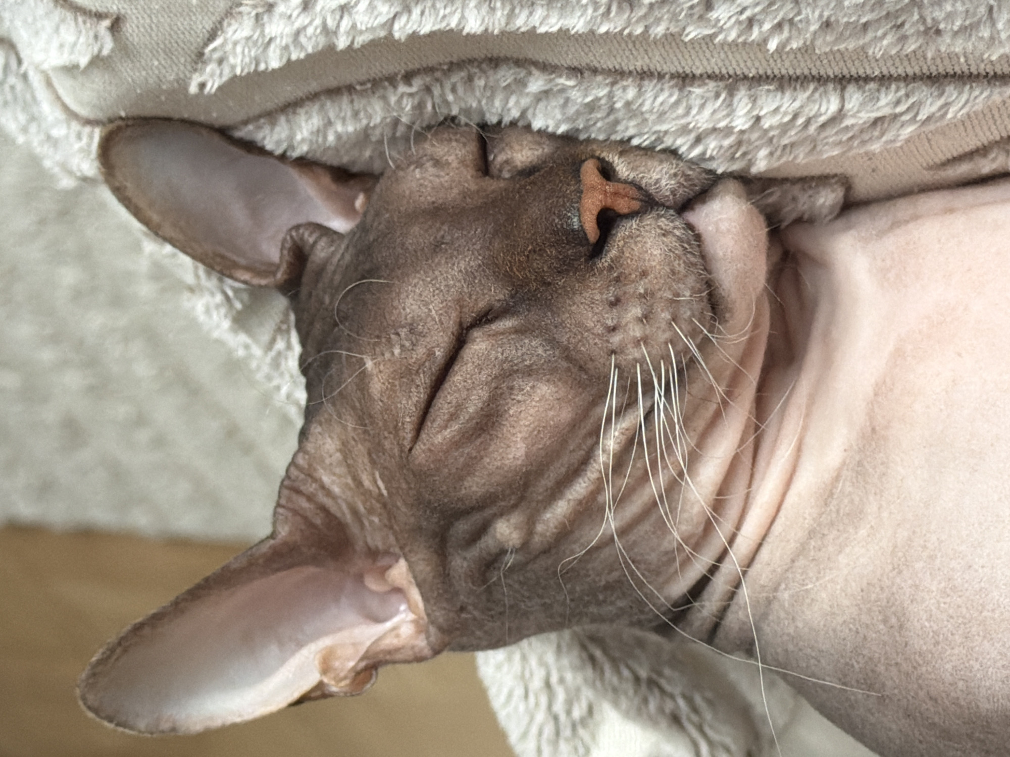 A Sphynx cat sleeps peacefully on a textured blanket. The cat is predominantly a light pinkish-beige color with some darker tabby markings on its head. Its eyes are closed, and its head is resting on its side. Long, white whiskers extend from its muzzle. The cat's ears are large and prominent. The blanket appears to be made of a soft, terrycloth-like material. The background consists of a wooden surface. The scene is indoors, suggesting a domestic setting. There is no indication of the specific location within the city of Izhevsk, Russia, in this image.