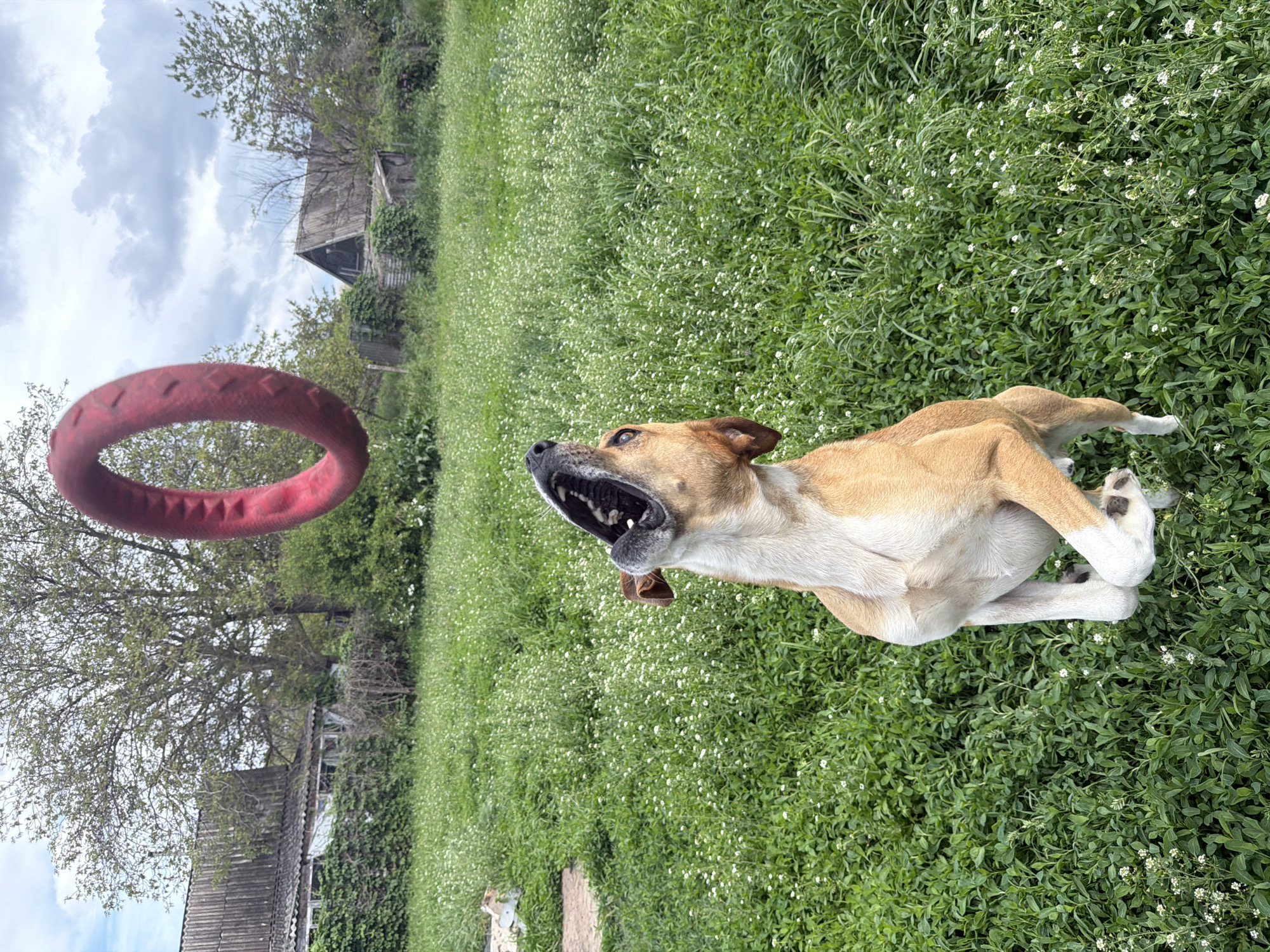 A dog is in the middle of catching a red ring toy in a grassy field. The dog is tan and white, and the toy is mid-air. The background includes green grass with small white flowers, trees, and a building. The location is Leningradskaya, Russia.