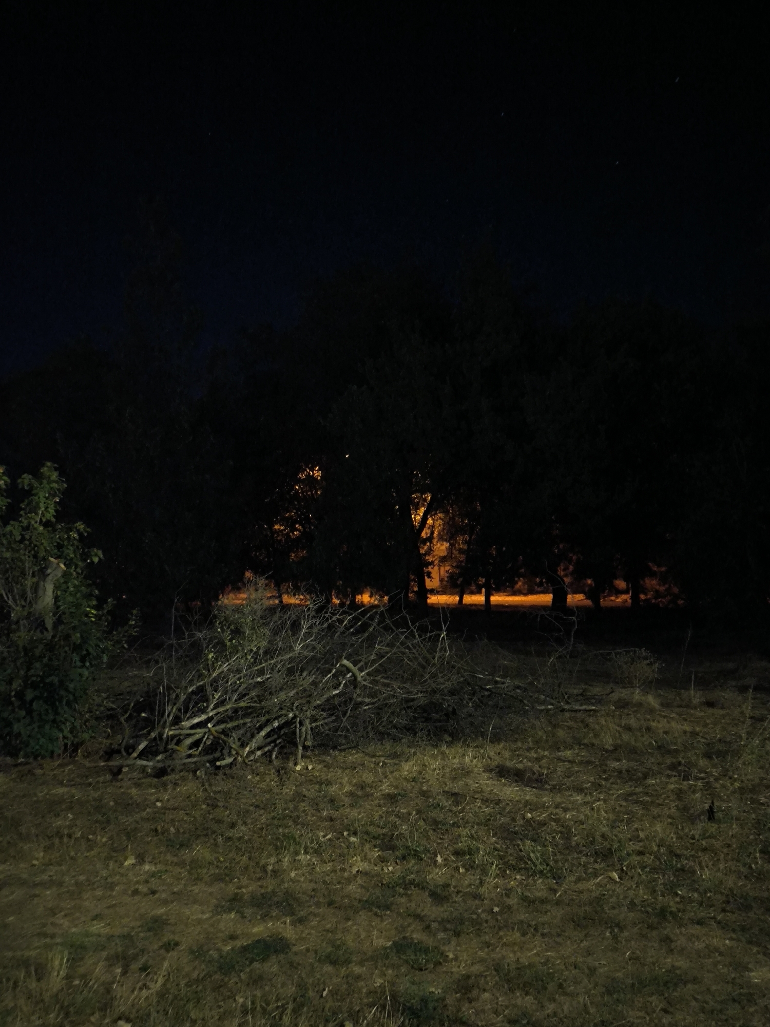 The image shows a dark, outdoor scene with trees silhouetted against an orange glow, possibly from streetlights or buildings in the distance. In the foreground, there is a pile of cut branches and brush on dry, grassy ground. The sky is dark and appears to have a few stars. The overall impression is of a park or wooded area at night. The location is identified as Mykolaiv, Ukraine.