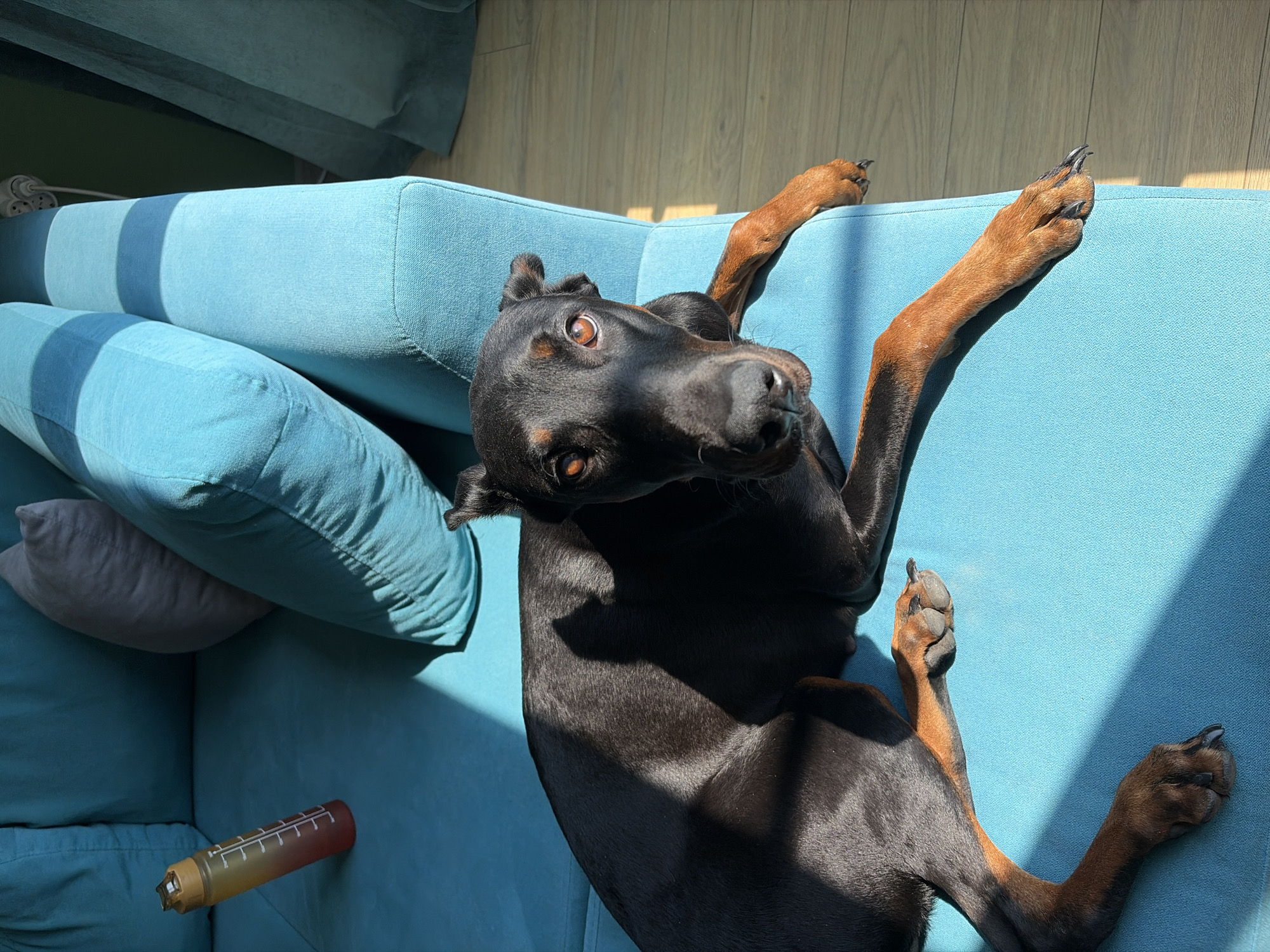A black Doberman Pinscher lies on a bright teal sofa, its body angled towards the viewer. The dog has tan markings on its legs, face, and eyebrows, and its eyes are a warm brown. Sunlight streams in from the left, casting strong shadows across the dog and the sofa. A gradient water bottle, yellow to red, stands upright on the sofa to the left of the dog. In the background, a grey cushion is partially visible behind the dog, and green curtains hang on the right. The floor appears to be made of light-colored wood. The scene is indoors, likely a living room, bathed in natural light. This scene is located in Sofia, Bulgaria.