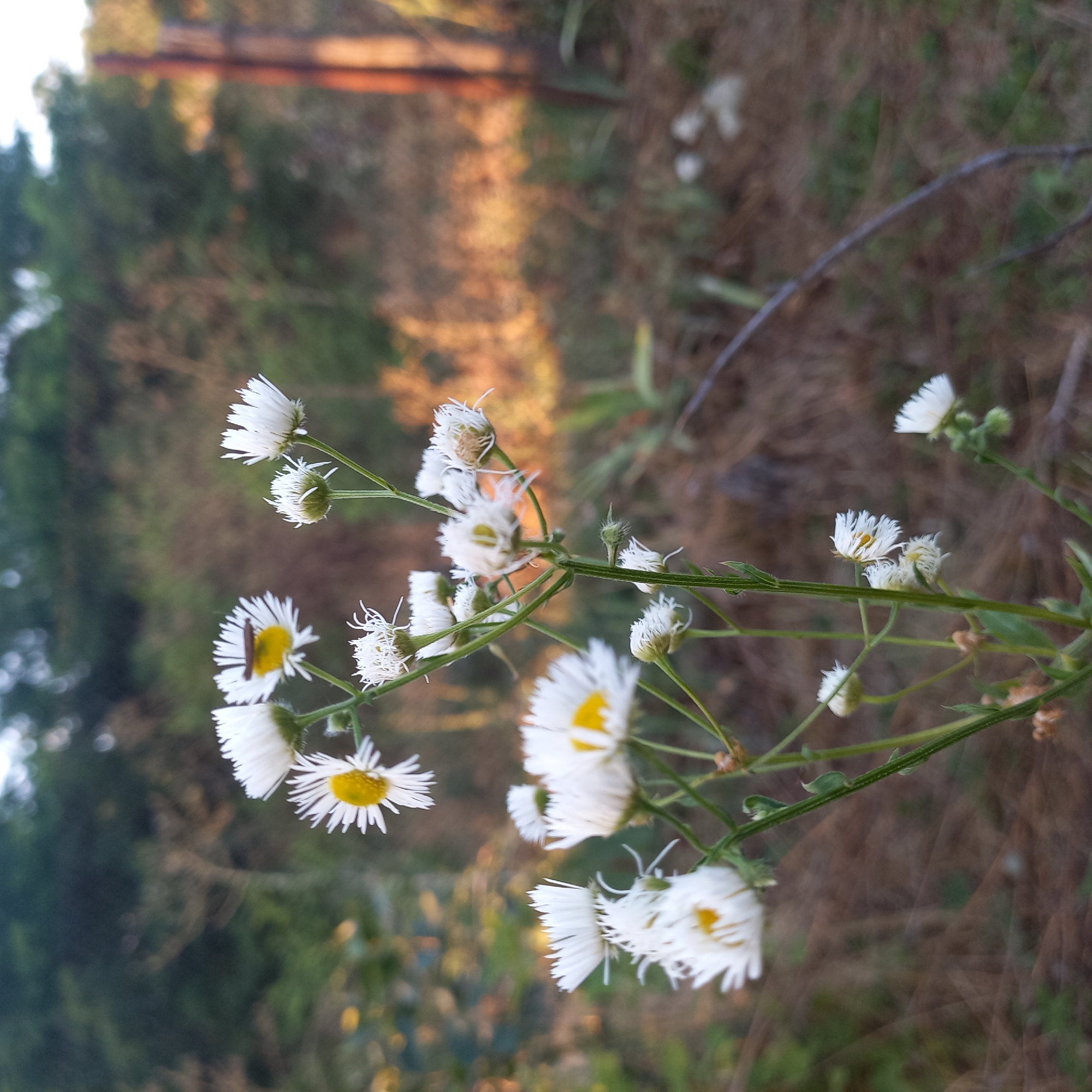 A close-up, low-angle, outdoor, eye-level shot focuses on a cluster of small white wildflowers with yellow centers, blooming on thin green stems. The flowers are in various stages of bloom, some fully open and others in bud. A small insect, possibly a bee or fly, is visible on the center of one of the open flowers. The background is softly blurred, with hints of green foliage and dry, brown ground cover. In the far right background, a blurred, reddish-brown vertical object, possibly a wooden post, is visible. The lighting suggests it is either early morning or late afternoon, with a warm, golden hue illuminating the scene. The image is sharpest on the flowers in the foreground and gradually blurs into the background. There are no people present in the image, and the environment appears to be a natural, overgrown area. The context of Klyntsi, Ukraine, does not appear to be depicted within the visual elements of the photograph itself, which shows a natural landscape.