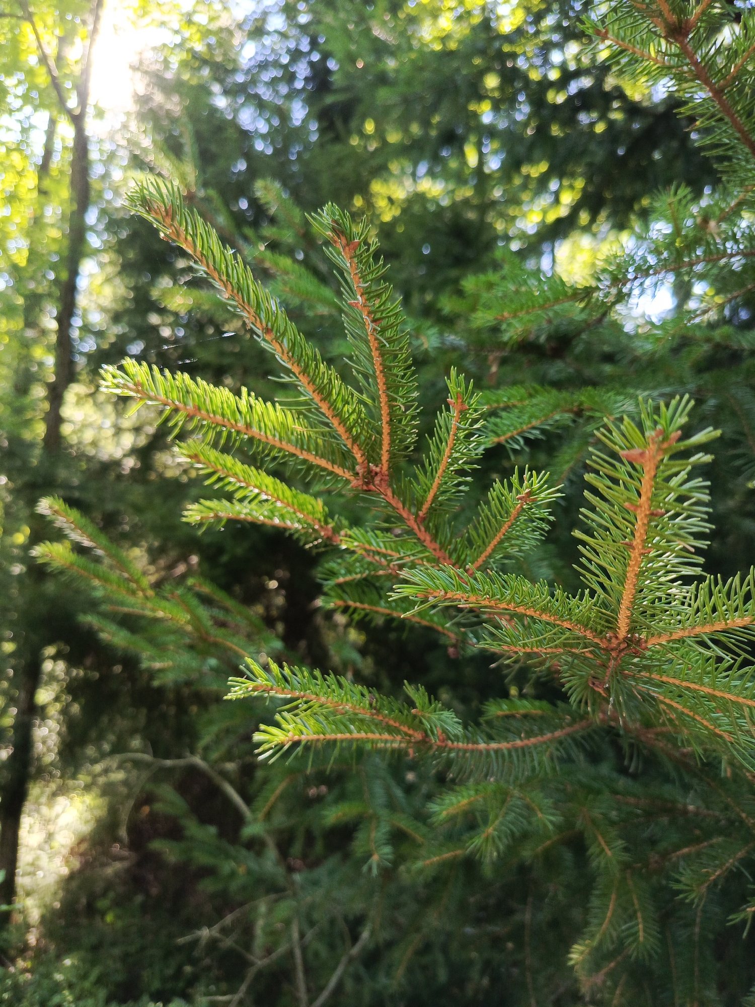 A close-up, outdoor shot focuses on a branch of a spruce tree. The needles are a vibrant green, with some appearing slightly lighter due to the sunlight filtering through. The branch itself has a reddish-brown hue. In the background, the foliage of other trees creates a soft bokeh effect, with dappled sunlight illuminating the scene. The setting appears to be a natural environment, possibly a forest or park. No people or specific structures are visible, suggesting a natural landscape in Kruszyn, Poland.
