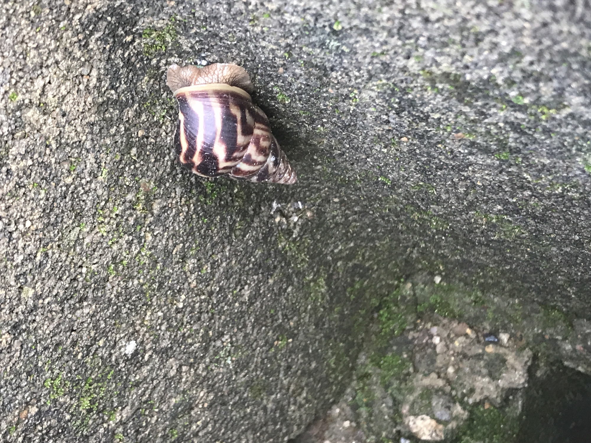 A snail is pictured on a moss-covered stone surface. The snail is positioned towards the right side of the frame, facing left. Its shell is coiled and displays a pattern of brown and cream stripes. The snail's body is extended from the shell and appears light brown. The stone surface is rough and textured, with patches of green moss growing on it. The background is entirely composed of this stone and moss texture. No people or other animals are visible in the image. The scene is likely an outdoor environment, possibly a wall or pathway. The location of Kabong, Nigeria, is provided as context, suggesting this is a natural observation within that region.