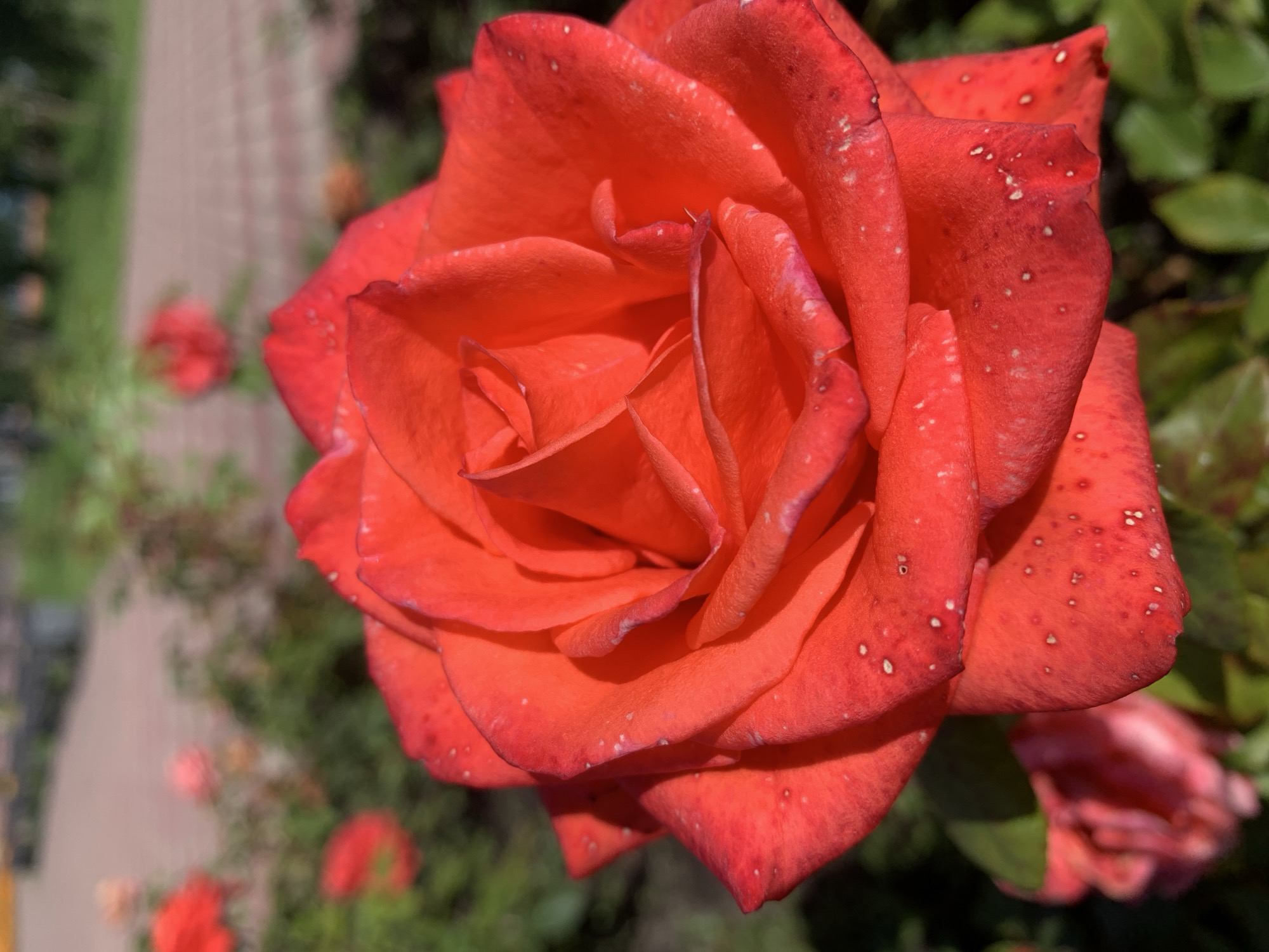 The image shows a close-up of a vibrant red rose in full bloom. The rose has numerous petals with a velvety texture, and the edges of some petals are tinged with a darker red. Tiny white specks, possibly water droplets or pollen, are scattered across the surface of the petals. The rose is set against a blurred background of green foliage and a pinkish-red paved pathway, suggesting an outdoor garden setting. In the distance, other out-of-focus roses and greenery are visible. The lighting indicates a sunny day, casting shadows on some petals and highlighting their contours. No people or specific landmarks that would indicate Prokopyevsk, Russia are present.