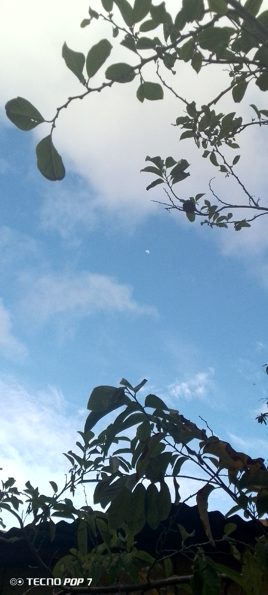 A close-up, low-angle shot frames a bright blue sky with wispy white clouds. Silhouetted against the sky are the branches and green leaves of two trees. One tree's branches are in the upper part of the frame, extending from the left and right. The second tree's branches are in the lower part of the frame, extending upwards from the bottom edge. The moon is faintly visible as a small, pale disc in the upper center of the sky. In the bottom left corner of the image, a white watermark reads "TECNO POP 7". The scene appears to be outdoors in Altagracia, Venezuela, with the hint of a dark roofline visible behind the lower branches of the tree, suggesting a residential or urban setting.