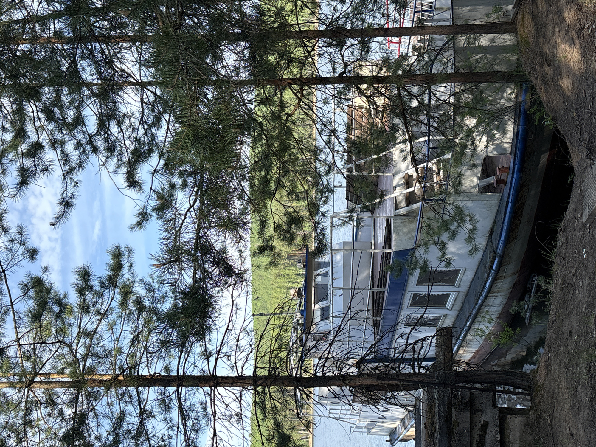 The image shows a view through pine trees towards a boat docked at a pier. The body of water is likely the Kama Reservoir, located in the city of Chaykovsky, Russia. The boat is multi-leveled with multiple windows along its side, appearing aged and possibly out of commission. The background features a forested shoreline across the reservoir. The day is sunny with a blue sky visible through the tree branches. The foreground shows tree trunks, and there appears to be part of a concrete structure on the right side of the image.