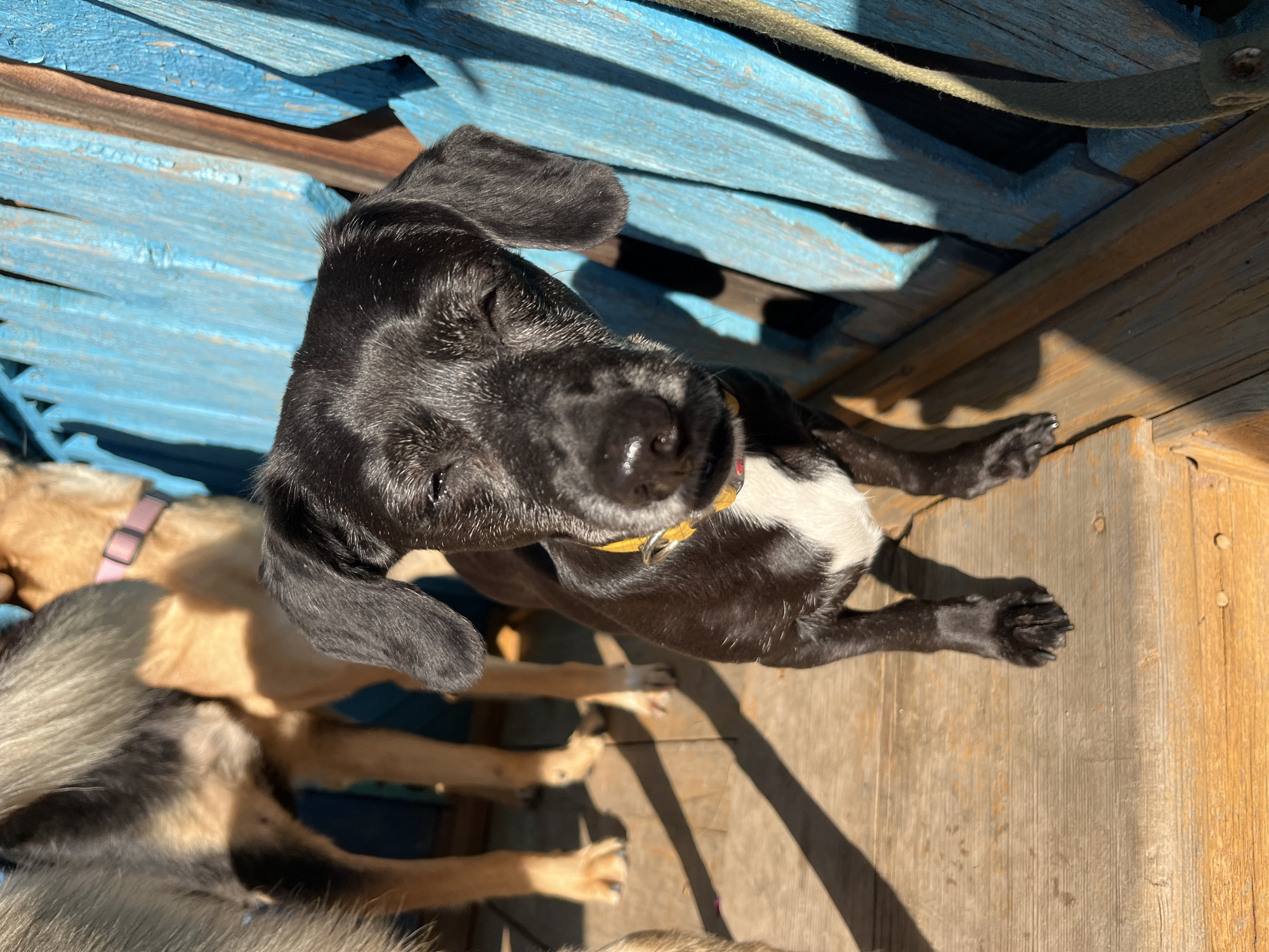 This image depicts a close-up of a black and white puppy with its eyes partially closed, possibly due to bright sunlight. The puppy is wearing a yellow collar with a metal ring. In the background, out of focus, are the legs of two other dogs, one with tan fur and a pink collar, and another with grey and tan fur. The dogs are standing on a wooden surface, possibly a deck or porch, with long shadows cast by sunlight. Behind the dogs is a weathered blue wooden fence or structure. The scene appears to be outdoors on a sunny day. There is no specific information to indicate the location in the city of Nizhny Tagil, Russia.