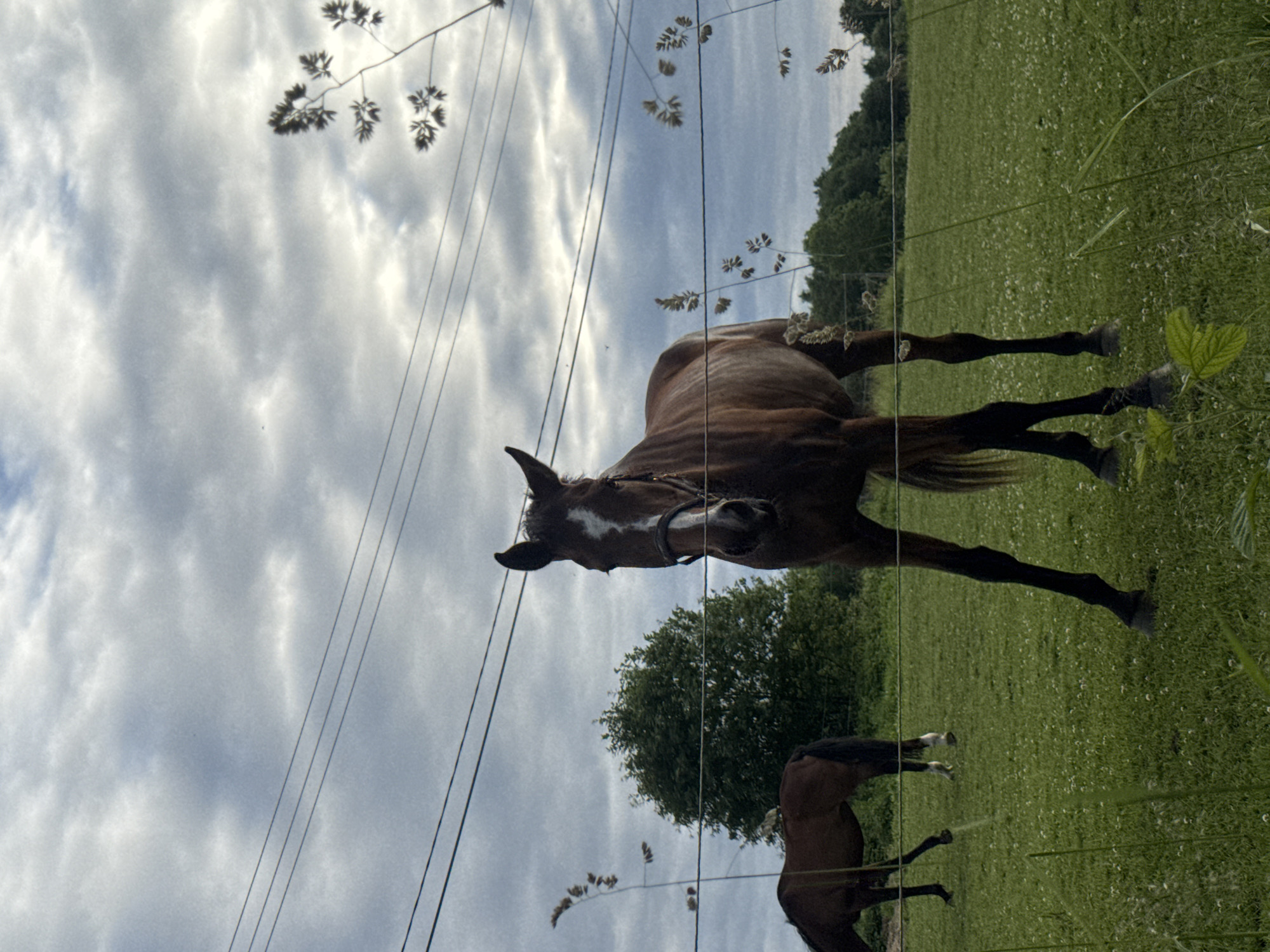 This media file depicts a serene rural scene in Saue, Estonia. The main subjects are two brown horses grazing in a lush green field under a cloudy sky. One horse, larger and in the foreground, is a dark brown with a white blaze on its face. It appears to be looking towards the camera, possibly curious. Its stance suggests it's standing or grazing. The second horse, smaller and in the background, is also brown and is seen from its hindquarters, also seemingly grazing.
The setting is an open field, characterized by vibrant green grass dotted with tiny white wildflowers. A line of trees forms a backdrop to the field, suggesting a wooded area beyond the pasture. Several thin wires, likely part of a fence, run horizontally across the frame, partially obscuring the horses and the landscape. Delicate stalks of grass or wild flora are visible in the foreground and scattered throughout the image, adding a touch of natural detail.
The sky is filled with soft, diffused clouds, indicating overcast or partly cloudy weather. The lighting is gentle, without harsh shadows, suggesting it could be morning or late afternoon. The overall mood of the image is peaceful and tranquil, capturing a moment of quiet life in the Estonian countryside. There is no visible text within the media file.