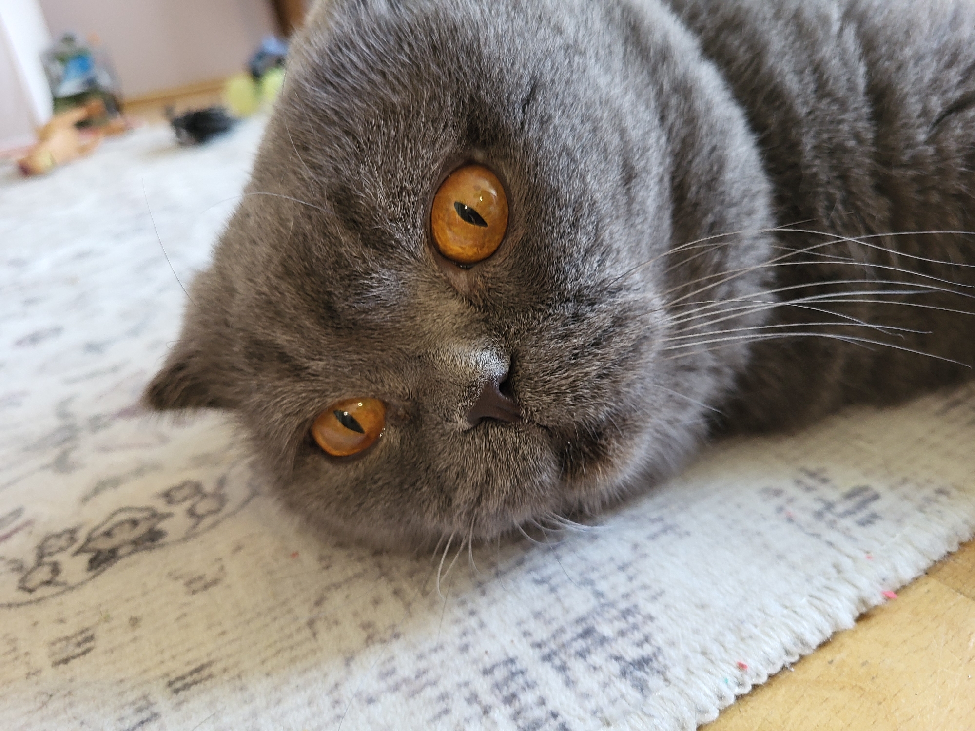 A close-up shot shows the face of a grey British Shorthair cat lying on its side on a patterned rug. The cat's eyes are a striking orange with black, vertical pupils. Its fur is short and dense, with some strands of whiskers extending outwards. The background is blurred, showing a wooden floor and some indistinct objects on a rug. The lighting is soft, highlighting the texture of the cat's fur and the reflective quality of its eyes. The image appears to have been taken indoors.