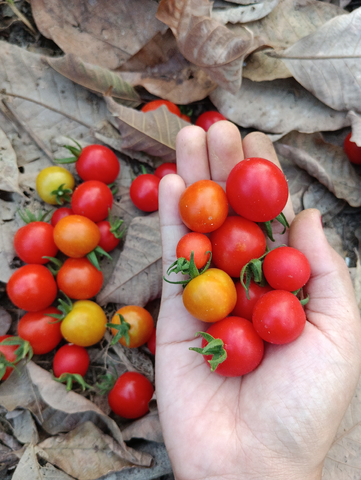 A close-up overhead shot shows a person's open hand holding a cluster of cherry tomatoes, nestled amongst fallen dry leaves on the ground. The tomatoes vary in color from bright red to orange and yellow. The leaves are mostly brown and grey, with some showing signs of decay. The scene appears to be outdoors, possibly in a garden or natural area, in Pematang Jaya, Indonesia. The lighting is natural, suggesting daytime.