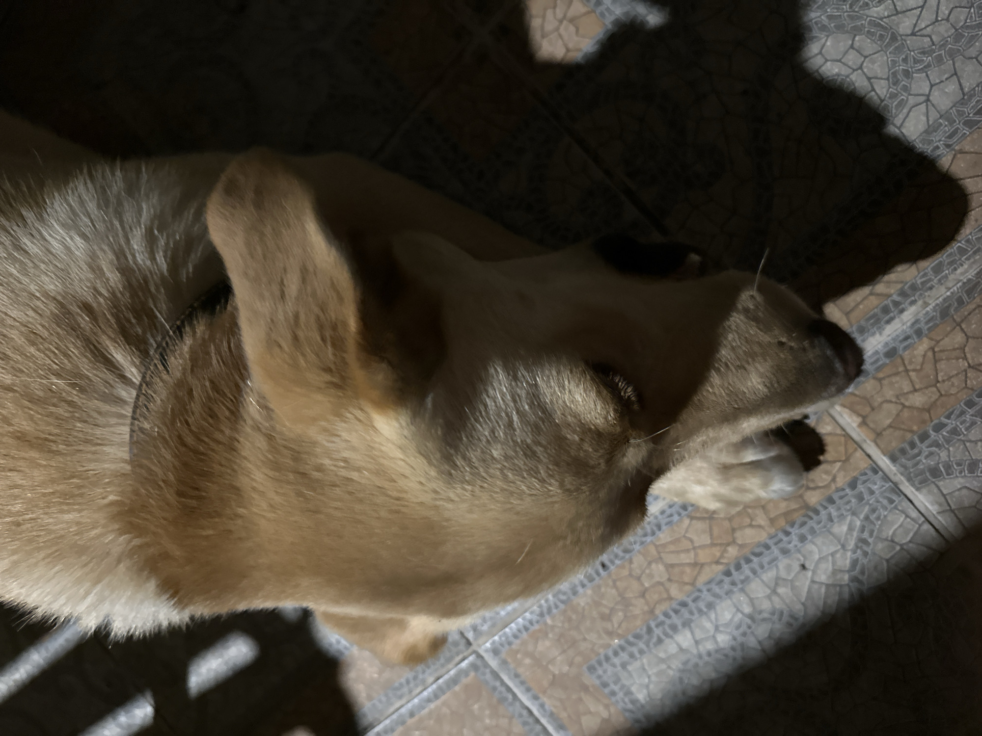 The image shows a medium-sized dog with light brown fur lying on a tiled floor. The dog is looking down and appears to be resting. The lighting suggests it might be indoors or in a shaded outdoor area at night. The tiles have a patterned design with shades of brown and gray. Shadows from what appear to be blinds or a fence are cast across the left side of the image. No people are visible in the frame. The image does not provide any specific information or visual cues to indicate its location within the city of Sochi, Russia.