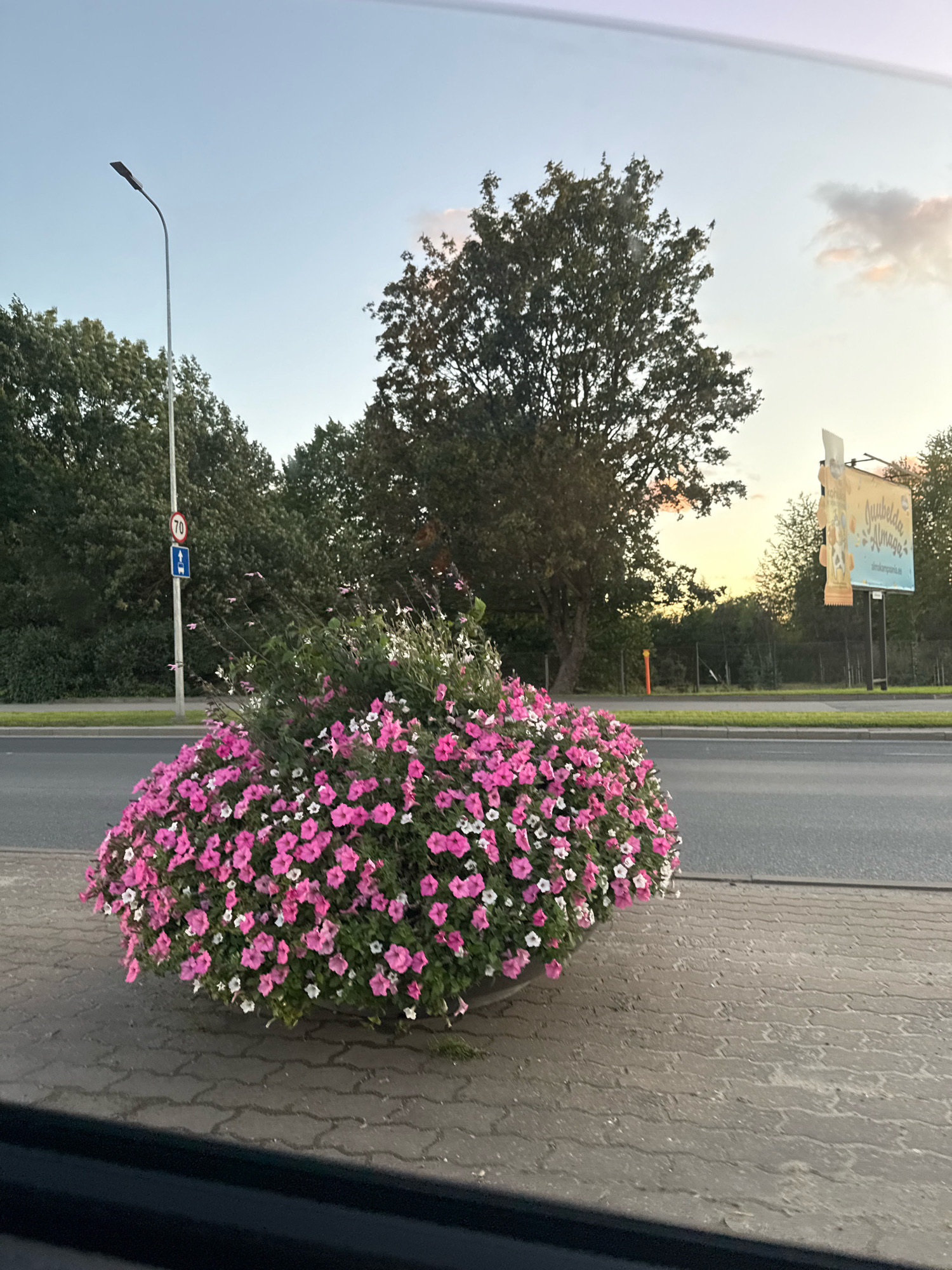The image depicts a large, rounded planter filled with abundant pink and white flowers, prominently placed on a brick-paved sidewalk next to a road. A streetlamp stands tall to the left of the planter, with a speed limit sign showing "70" and a directional arrow. In the background, lush green trees line the road, and beyond them, a billboard displaying text in a foreign language, possibly Estonian, is visible. The sky above is a pale blue, with soft clouds indicating either sunrise or sunset. The overall scene suggests an urban or suburban environment.