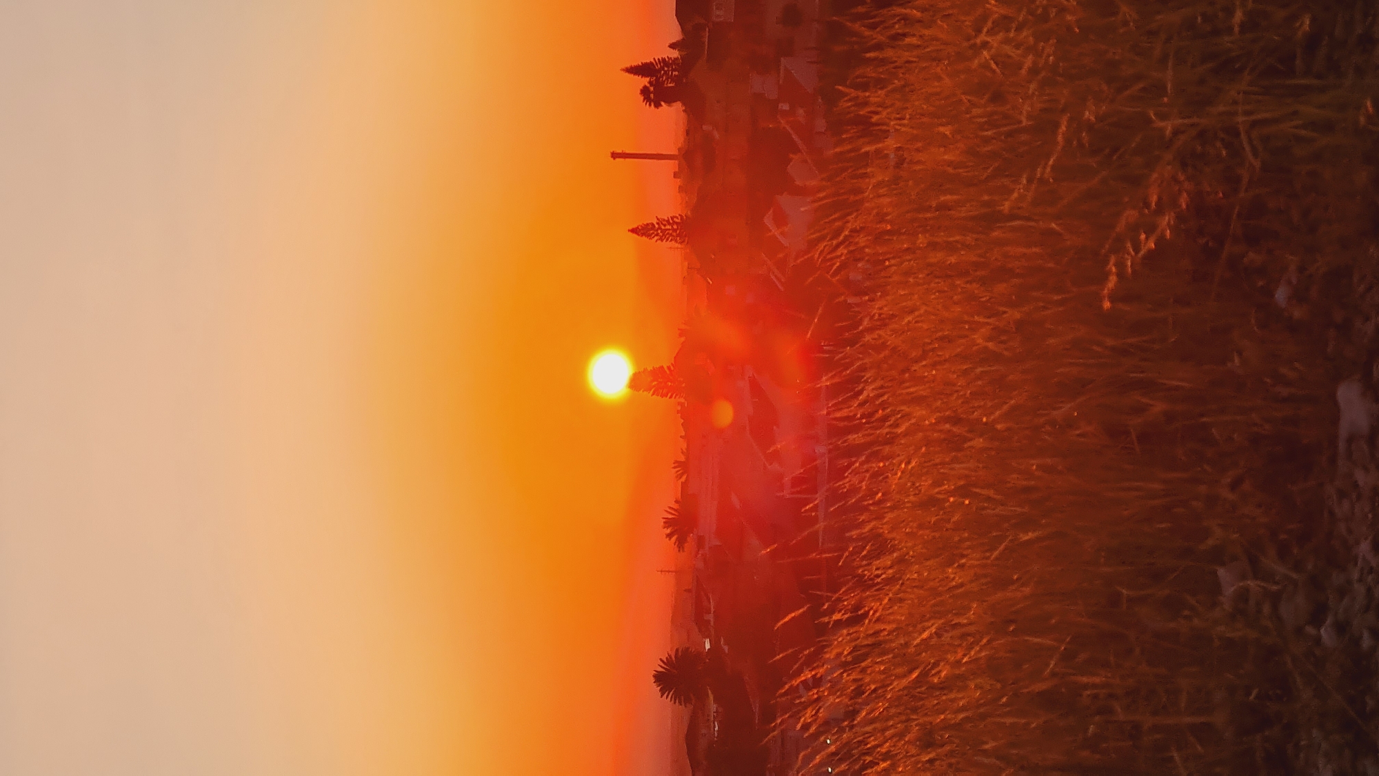 The image depicts a sunset scene in Be’er-Sheva, Israel. The sun is low in the sky, casting an orange and reddish glow over the landscape. Tall grass fills a large portion of the foreground. In the middle ground, there are trees and building silhouettes, likely part of the city's landscape. The sky fades from bright orange near the sun to a lighter hue on the left.
