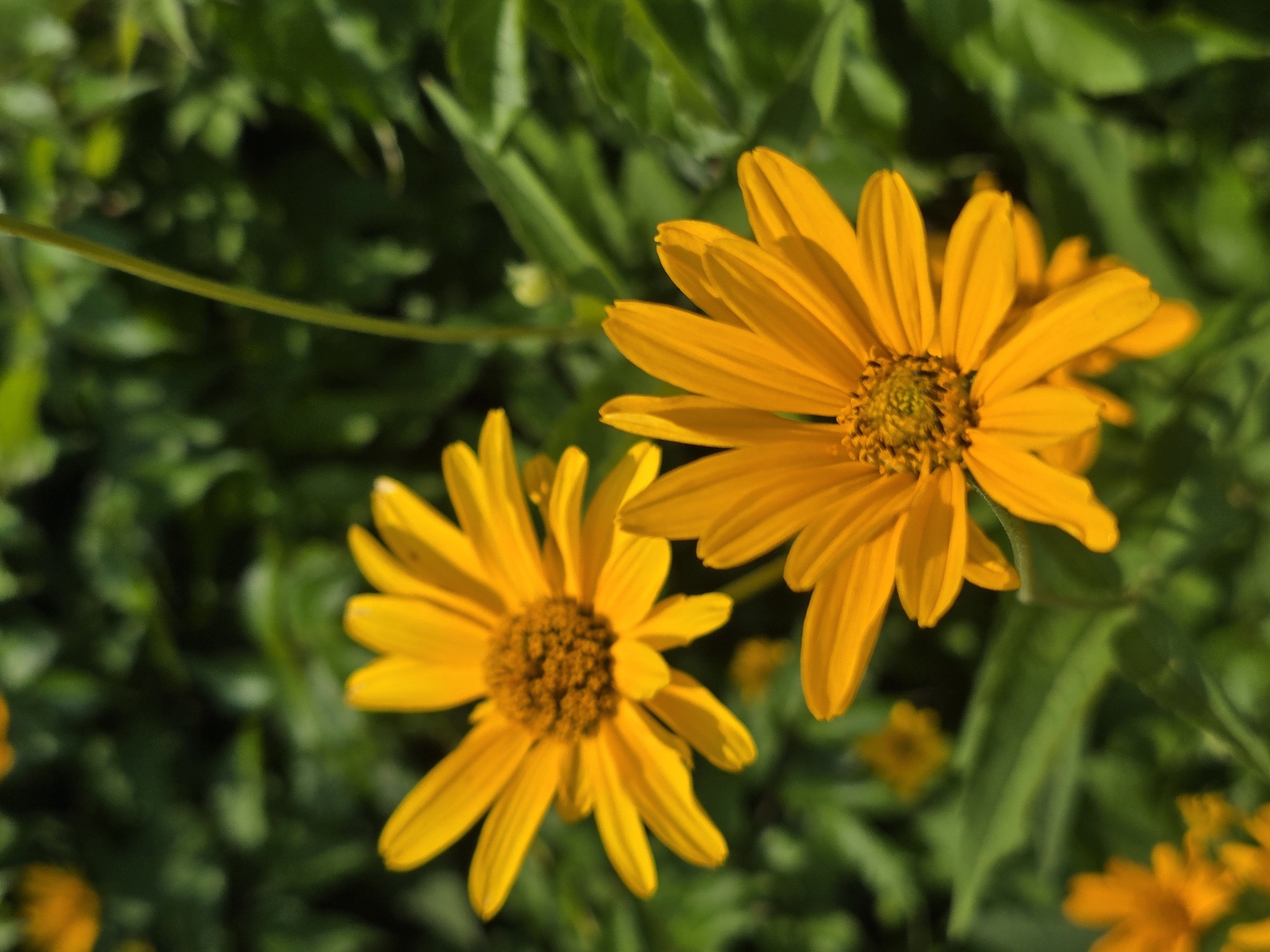 In Vyshneve, Ukraine, two vibrant yellow flowers with daisy-like petals and brown centers are in focus against a blurred backdrop of lush green foliage. The flowers are positioned at different depths, with one slightly larger and more prominent in the foreground, its petals reaching towards the viewer. A thin, green stem rises vertically between the two blooms. The overall scene captures a close-up view of these cheerful blossoms bathed in natural light, suggesting a garden or park setting.