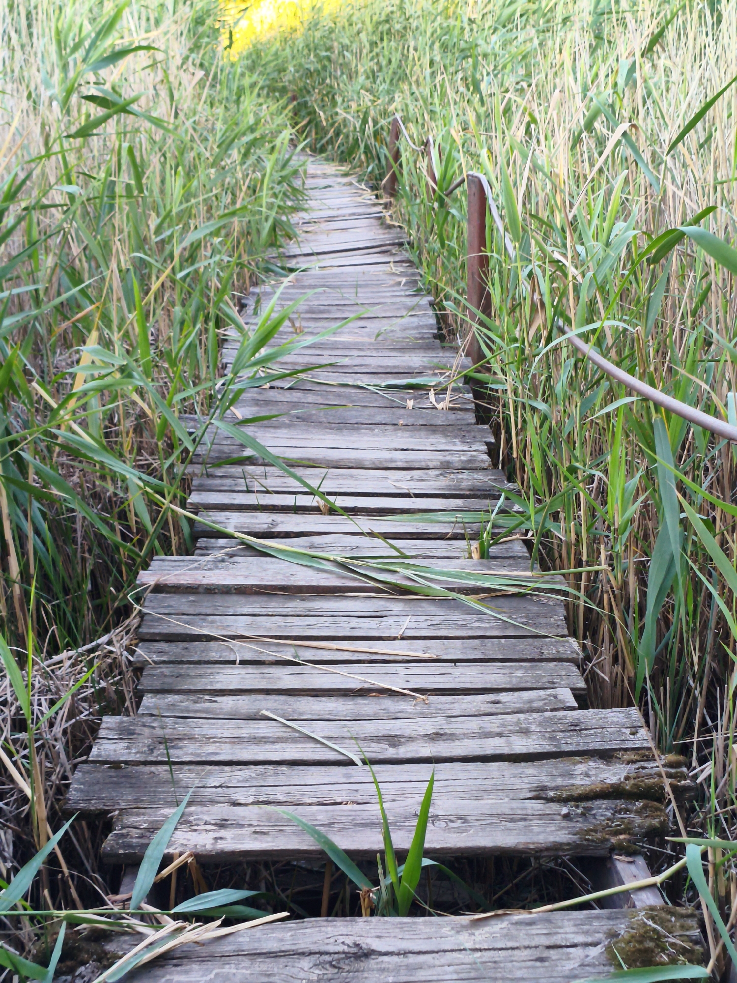 The image depicts a weathered wooden boardwalk winding through dense reeds. The boardwalk planks are old and worn, with some showing signs of decay and moss growth, suggesting it is an older structure. The reeds are tall and green, creating a natural tunnel effect as the boardwalk recedes into the distance. The sunlight filters through the reeds, casting a soft, diffused light and hinting at a clear day, possibly late afternoon given the warm tones in the distant foliage. The scene evokes a sense of rustic tranquility and a connection with nature, the path inviting exploration into a secluded natural area. There are no people visible in the image. The setting appears to be a marshy or wetland area, common in rural landscapes. The location context is Ustyvytsia, Ukraine. There is no visible text.