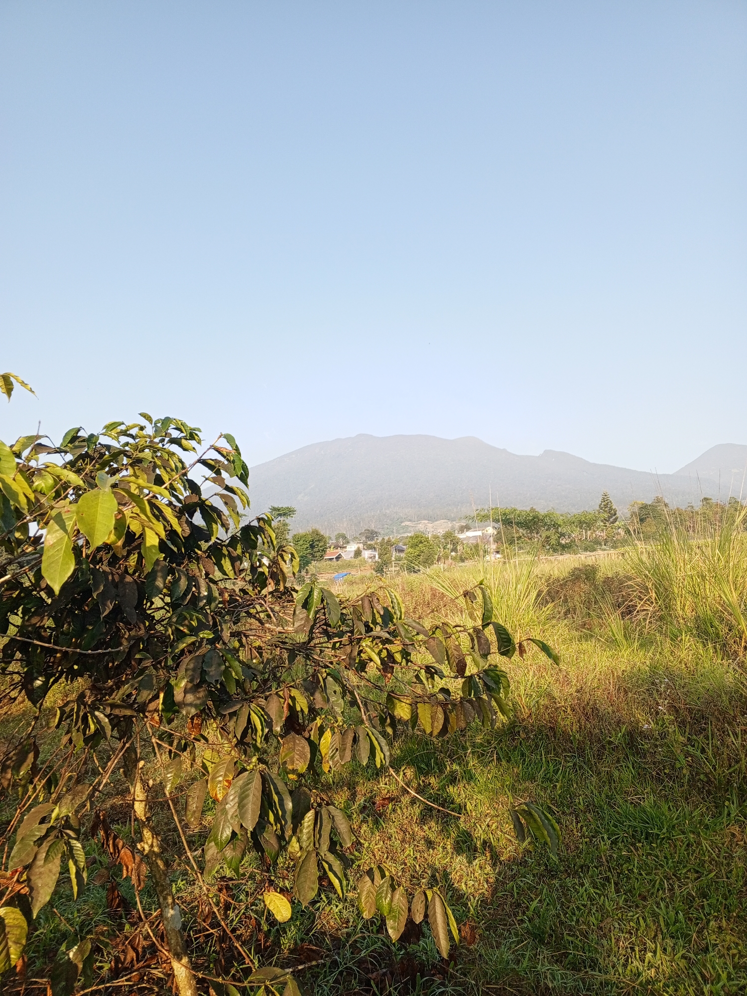 In Yakkurugala, Sri Lanka, a landscape photograph captures a serene morning scene. A lush green plant, likely coffee, dominates the foreground, its leaves catching the gentle sunlight. In the mid-ground, a gentle slope is covered in tall, sun-kissed grass, interspersed with scattered trees and a few buildings, suggesting a small settlement. A hazy mountain range forms the backdrop, its peaks softened by the morning mist. The sky is a clear, pale blue, indicating fair weather. The overall impression is one of tranquility and natural beauty in a rural setting.