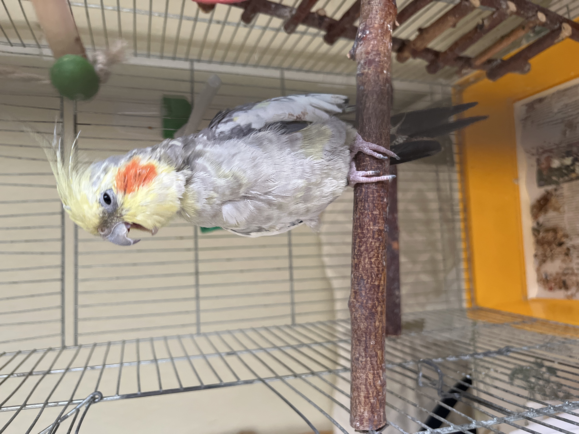 A cockatiel is perched on a wooden dowel inside a bird cage. The cockatiel is facing to the left, with its beak open. It has a yellow crest, white and gray feathers, and orange cheek patches. The cage is made of wire bars and has a yellow tray at the bottom. There is a green ball hanging from a string and a wooden ladder-like structure inside the cage. The background is a plain wall. The image is taken from a medium distance, showing the entire bird and a significant portion of the cage. No specific location in Korolyov, Russia is identifiable from the image.