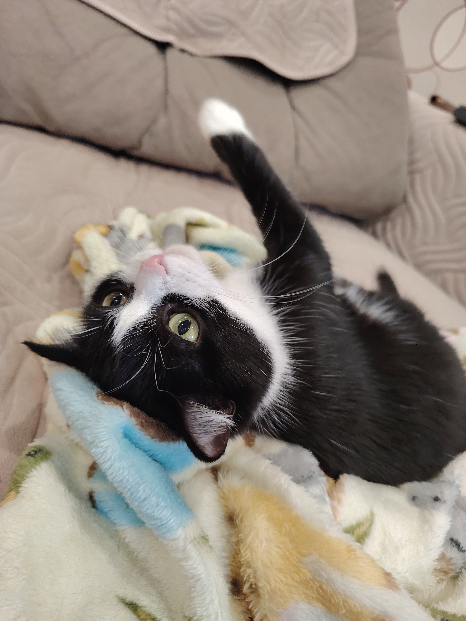 A black and white cat is lying on its back on a soft, patterned blanket. The cat's eyes are open and it is looking upwards. Its left paw is raised in the air. The cat is mostly black with white markings on its face, chest, and paws. The blanket has a pattern of various colors including white, yellow, blue, and green. In the background, a light-colored couch or upholstered furniture is visible. The overall setting appears to be indoors, likely a home environment. There is no indication of the location being in Novosibirsk, Russia.