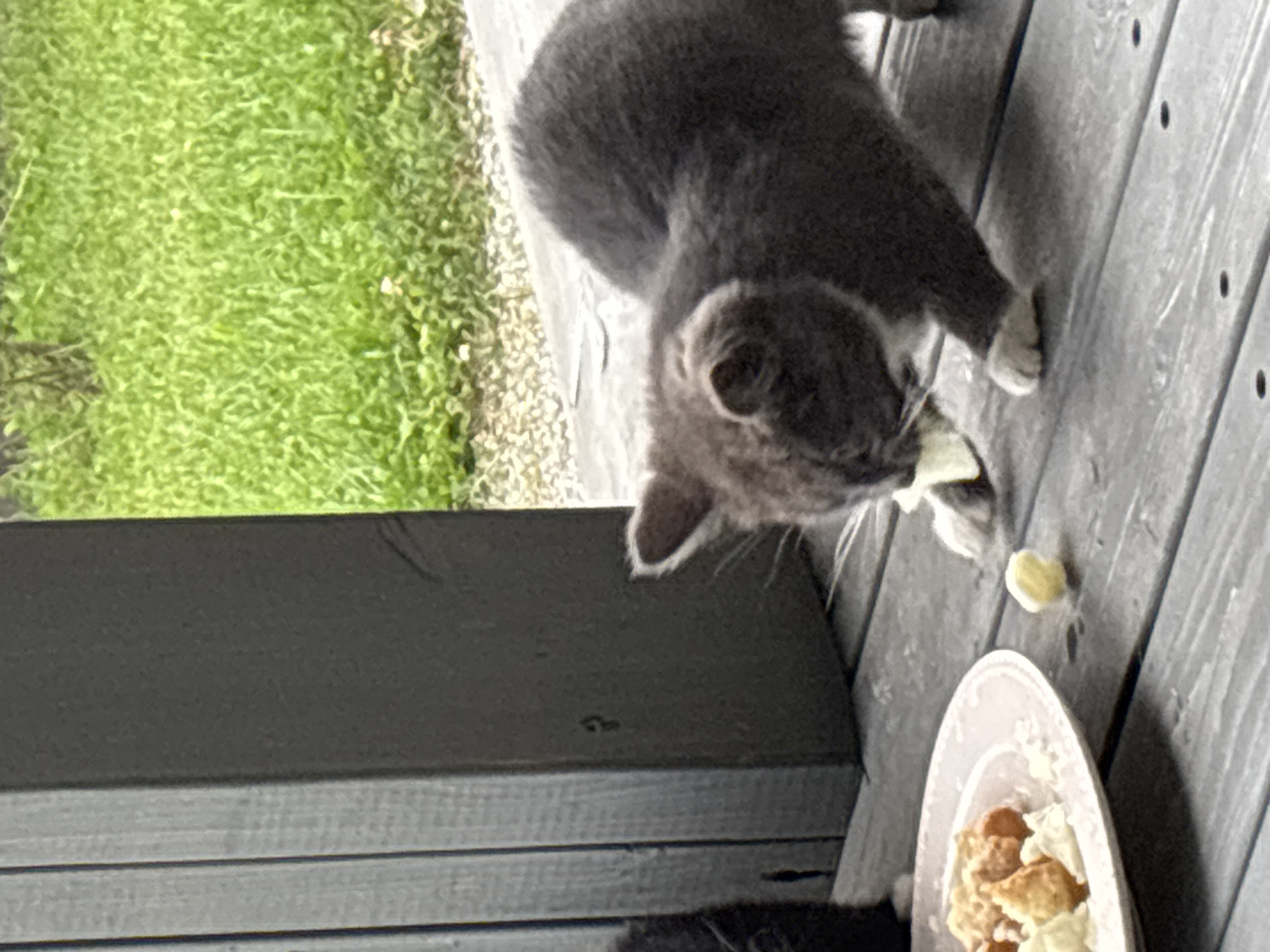 A grey kitten is on a wooden porch, reaching for a piece of food. In front of the kitten is a plate with food. A dark vertical post is to the left of the kitten and out-of-focus green grass is in the background. This scene is located in Zvenigorod, Russia.