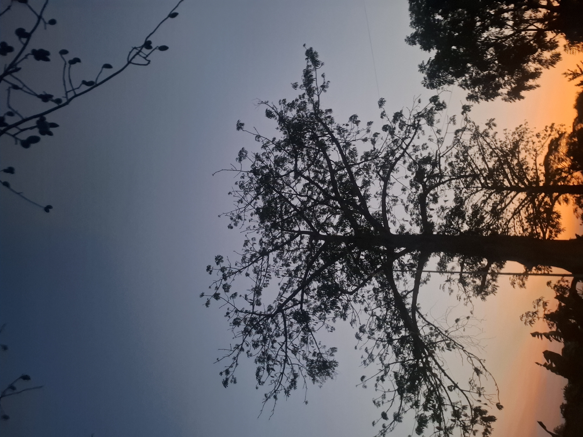 A silhouette of a large tree dominates the foreground against a gradient sky of deep blue at the top and fading to a soft orange and pink near the horizon. The tree's branches are bare of most leaves, with clusters of small leaves remaining on some twigs. In the mid-ground, other trees are also silhouetted against the colorful sky, with some showing a denser canopy. The lower portion of the image reveals the dark silhouettes of more trees and foliage, possibly the Indonesian landscape. A thin power line runs horizontally across the frame in the upper right quadrant. The overall scene depicts a tranquil sunset or twilight in a natural setting, likely in Brangsi, Indonesia, given the context.
