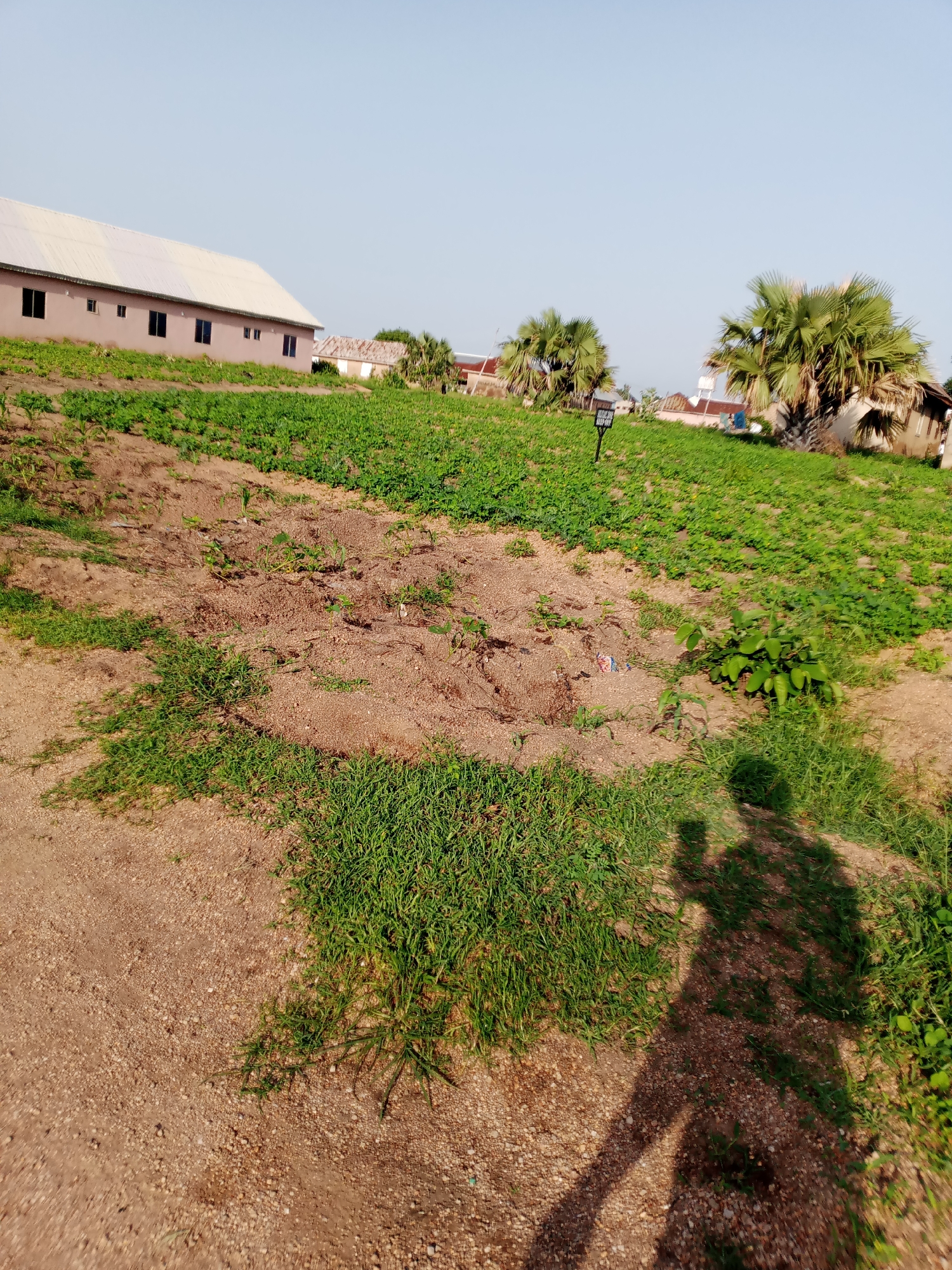 In Jauro Yinu, Nigeria, an outdoor scene unfolds under a clear sky. The foreground is dominated by a dirt path scattered with small pebbles and patches of short green grass. To the left, a larger area of dense green grass is visible, extending towards the midground. The midground features an agricultural field with rows of low-growing green crops, interspersed with patches of bare, reddish-brown soil where young plants are emerging. A few small, leafy green plants are also scattered throughout this area.
In the background, a long, single-story building with a light-colored, sloped roof and multiple dark windows stands prominently. To the right of this building, two mature palm trees with distinctive fan-shaped leaves are visible. Smaller buildings, some with corrugated metal roofs, are situated behind the crops and between the palm trees. A black signpost with some writing on it stands in the field near the palm trees.
In the lower right corner of the image, the distinct shadow of a person holding a camera or phone is cast across the dirt path and grass, indicating the photographer's presence and their interaction with the environment. The overall scene suggests a rural or semi-rural agricultural setting within the town of Jauro Yinu.
