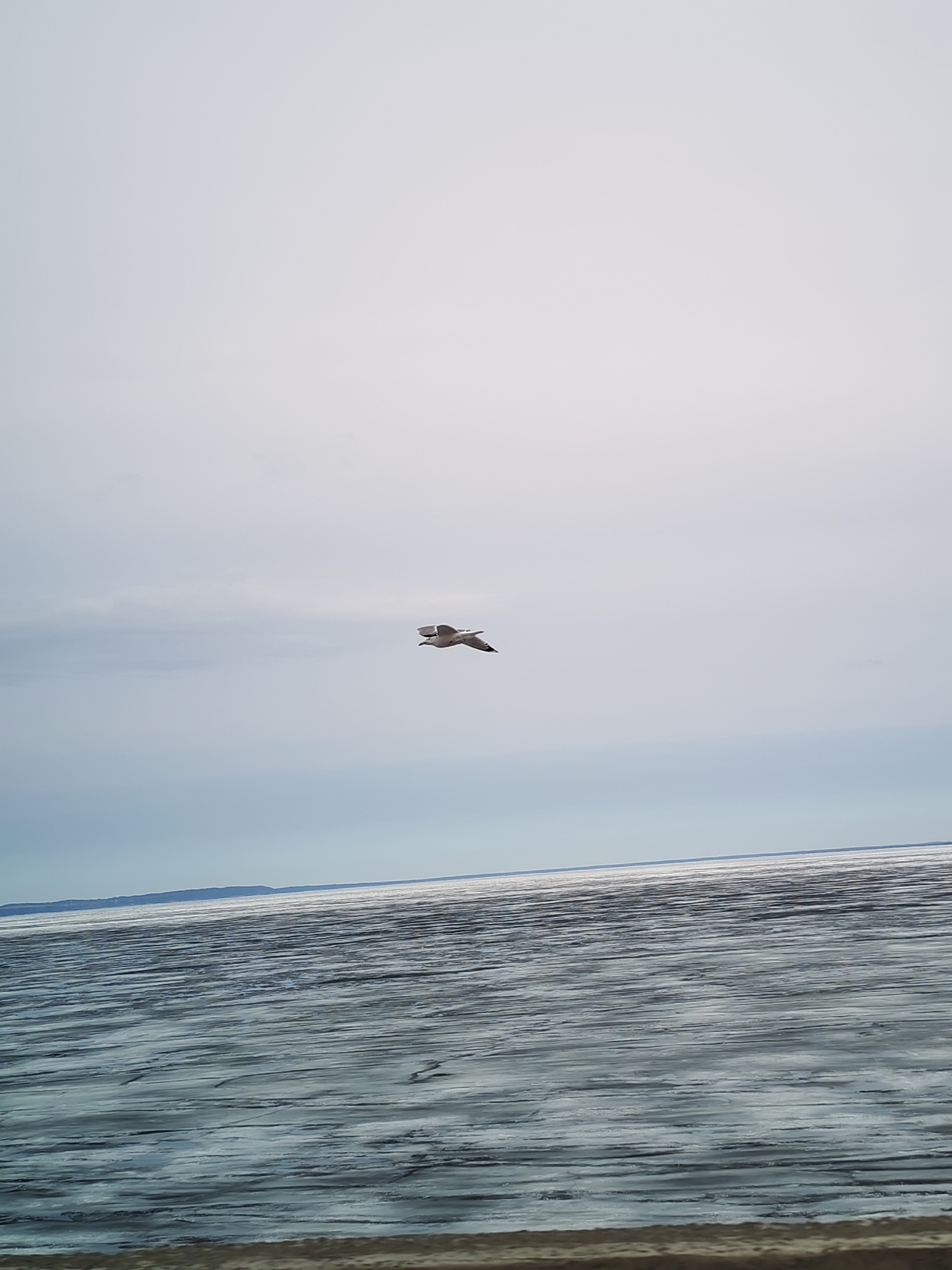 The image shows a large body of water, likely a river or lake, with a seagull flying across the frame. The water surface is textured, possibly due to wind or waves. The background is an overcast sky. The location may be in Chaikovsky, Russia.