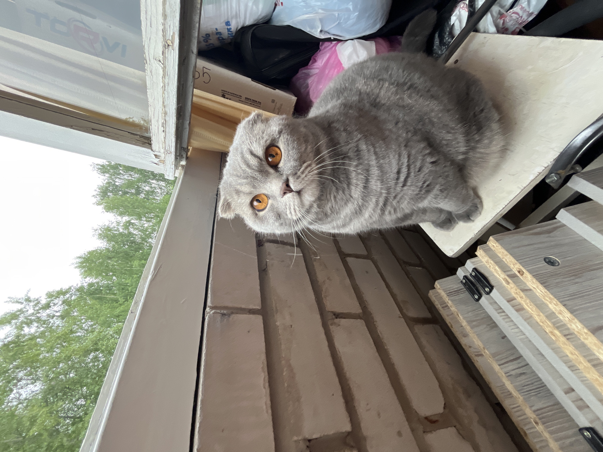 A gray Scottish Fold cat with amber eyes is perched on a white shelf. The shelf is located in what appears to be a storage area. The background includes cardboard boxes, plastic bags, and wooden planks. The location is suggested to be Chaikovsky, Russia, based on text visible on a box that indicates the origin of goods from that city. The view through the window shows green trees. The image is slightly tilted.