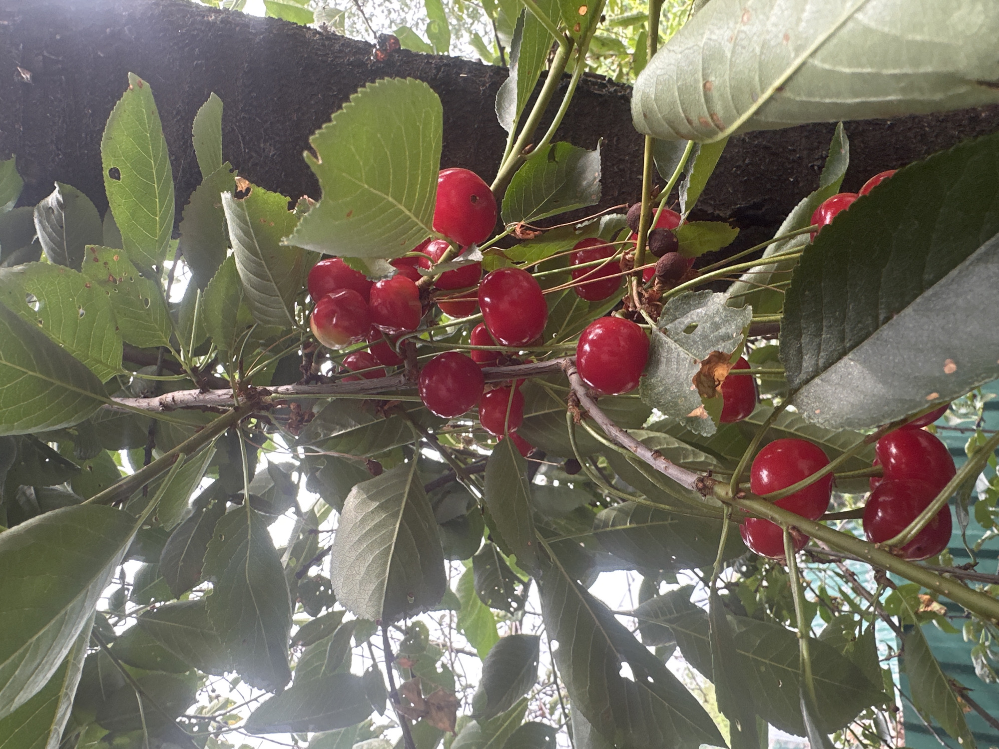 A close-up, eye-level shot captures a cluster of ripe, red cherries hanging from a tree branch, surrounded by green leaves. The cherries are glossy and appear plump, with some still attached to thin stems. The leaves are a vibrant green, with visible veins and some showing signs of wear, such as small holes or brown spots. A rough, dark brown tree trunk is visible to the right of the frame, partially obscured by the foliage. The background is a blur of bright, overcast sky and hints of more greenery. The image appears to have been taken outdoors, likely in a garden or orchard setting. Without further information, pinpointing the exact location within Almaty, Kazakhstan, is not possible. The scene depicts a natural, agricultural environment.