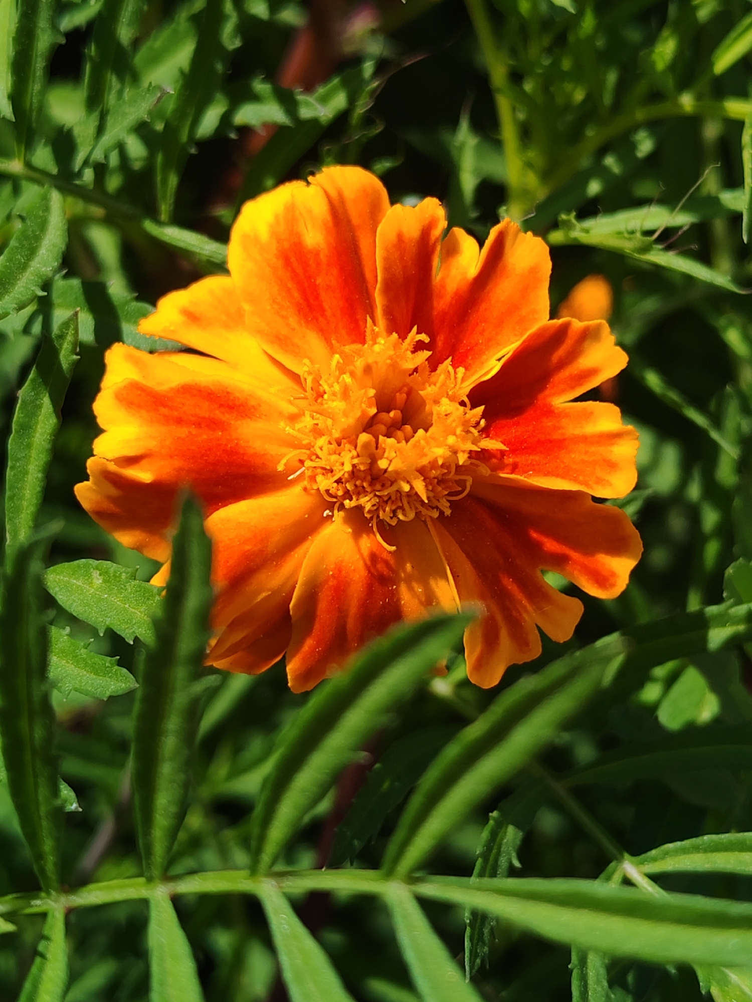 An extreme close-up, eye-level shot captures a vibrant marigold flower blooming amidst lush green foliage. The flower, centrally positioned, exhibits a rich gradient of orange and yellow petals that unfurl from a densely packed, ruffled center. The petals have a slightly serrated edge and are tinged with a deeper, reddish-orange hue towards their tips, contrasting with the brighter yellow at the base. The surrounding leaves are a deep, verdant green, with some slightly blurred in the foreground and background, creating a shallow depth of field that emphasizes the flower. The lighting suggests a bright, sunny day, casting subtle shadows and highlighting the textures of both the petals and leaves. There are no people or animals visible in the frame. The setting appears to be a garden or natural outdoor environment. The location in Sabunchu Raion, Azerbaijan is not discernible from the visual information provided in the image.