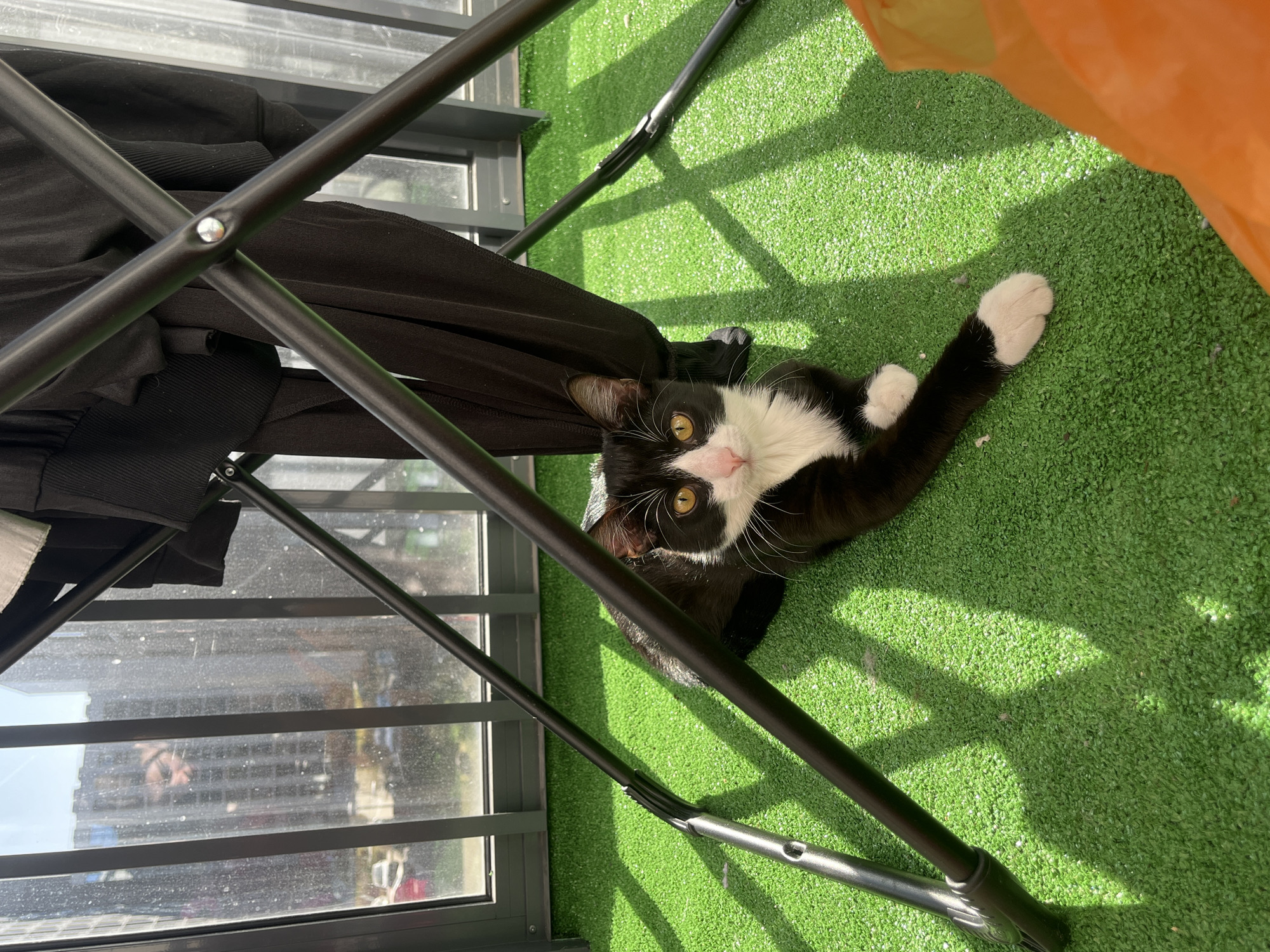 A black and white cat lies on green artificial grass under a black folding chair. The cat is positioned on its back with its right leg extended and paw facing upwards. The chair is partly covered with black fabric. Through a window behind the chair, buildings in a cityscape are visible. The location is Saint Petersburg, Russia.