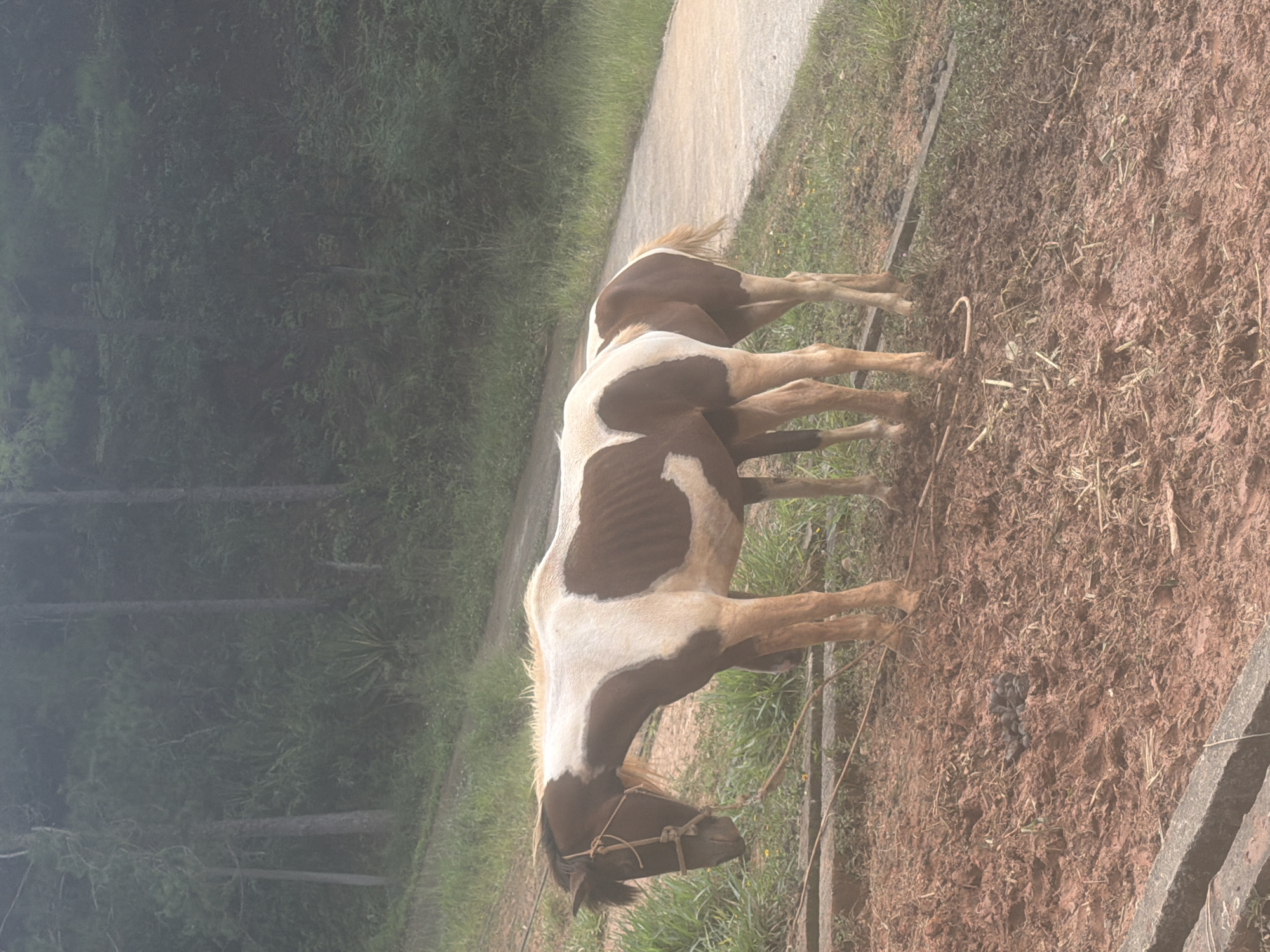 A brown and white horse stands on muddy ground near a paved path in a grassy, wooded area. The horse is tethered with a rope halter. Another horse's hindquarters are visible behind the first horse. The background features a dense forest with a foggy atmosphere. This scene is likely located in a rural or semi-rural area outside of the main city center of Da Lat, Vietnam, possibly a farm or equestrian facility on the outskirts of the city.