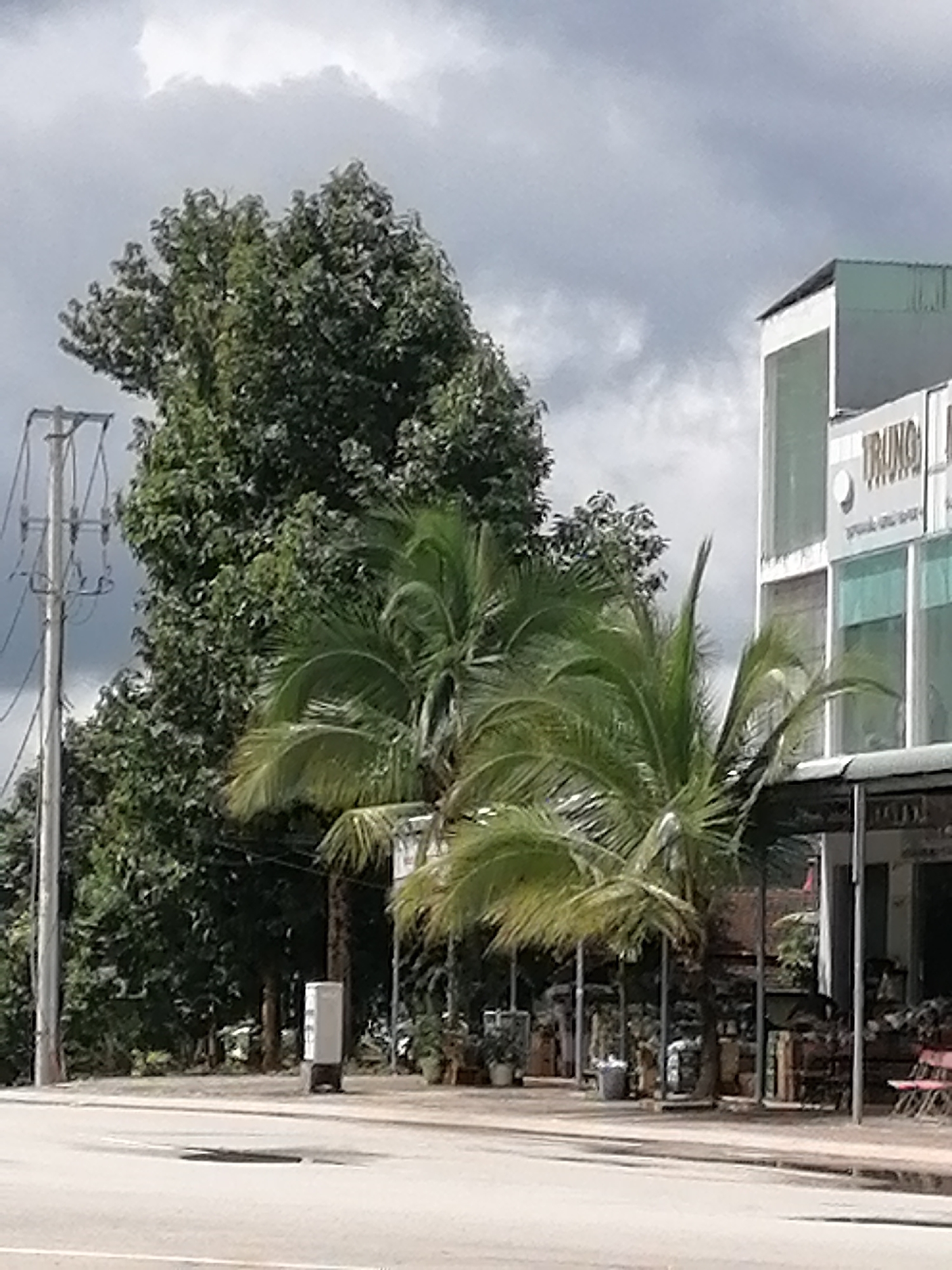 This is a full, eye-level, outdoor shot of a street scene in Bo Y, Vietnam. The photo is dominated by a large, leafy tree on the left, a power pole with electrical lines, and two palm trees. In the background, a multi-story building with large windows and the word "TRUNG" visible on its facade is present. The building appears to be a commercial establishment. In front of the building, there is a covered walkway or storefront with various potted plants and displays of items for sale. A red chair is visible to the right of the walkway. The sky is overcast with dark clouds. The road in the foreground is paved and shows some wear. A circular manhole cover is visible in the road.