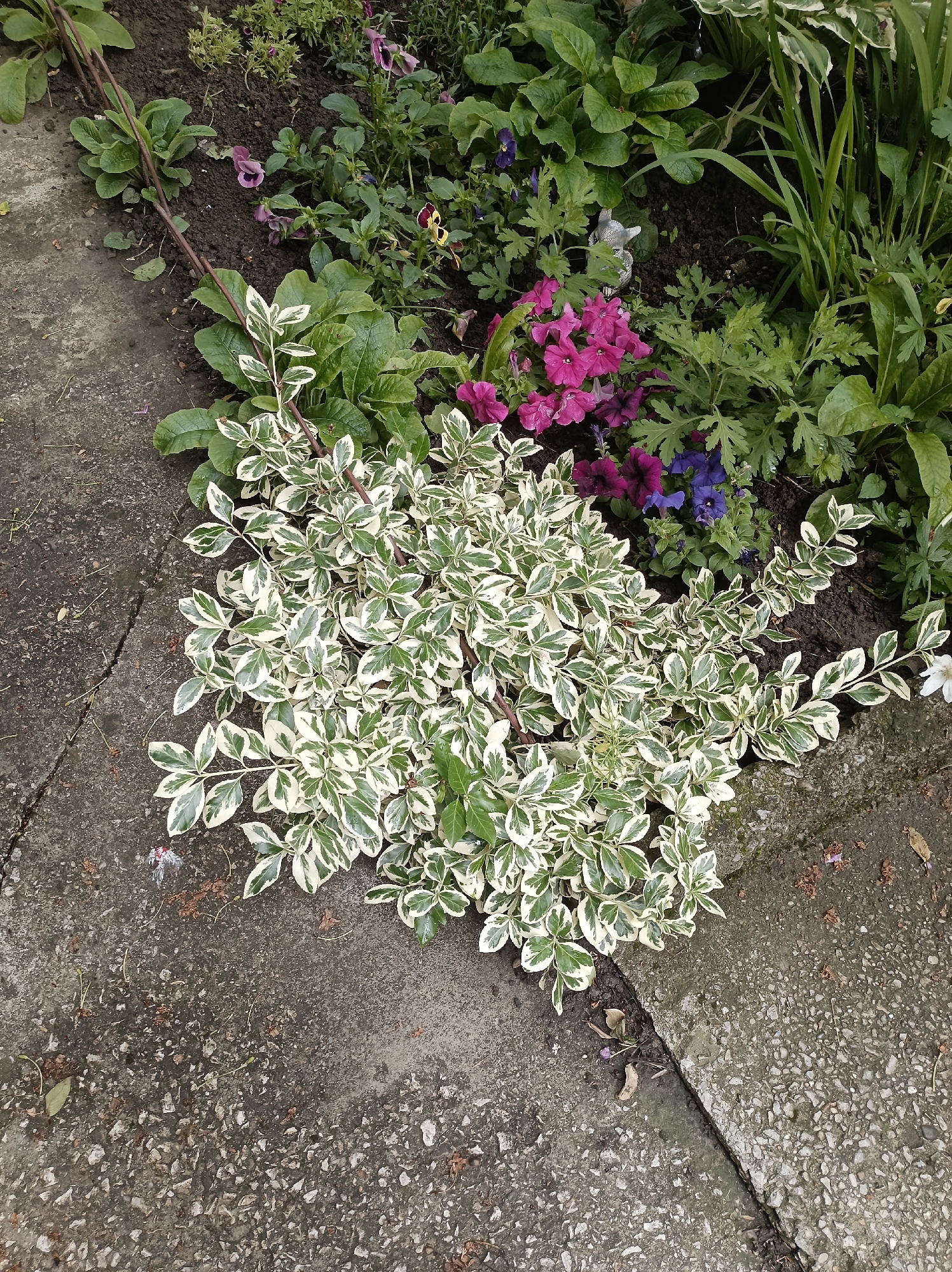 The image shows a garden bed bordered by cracked concrete in Gabrovo, Bulgaria. The plants in the garden include variegated Euonymus, pink petunias, blue pansies, and various green leafy plants. The concrete has a rough, textured surface with visible cracks and weathering. The scene is focused on the plants and the immediate surrounding area.