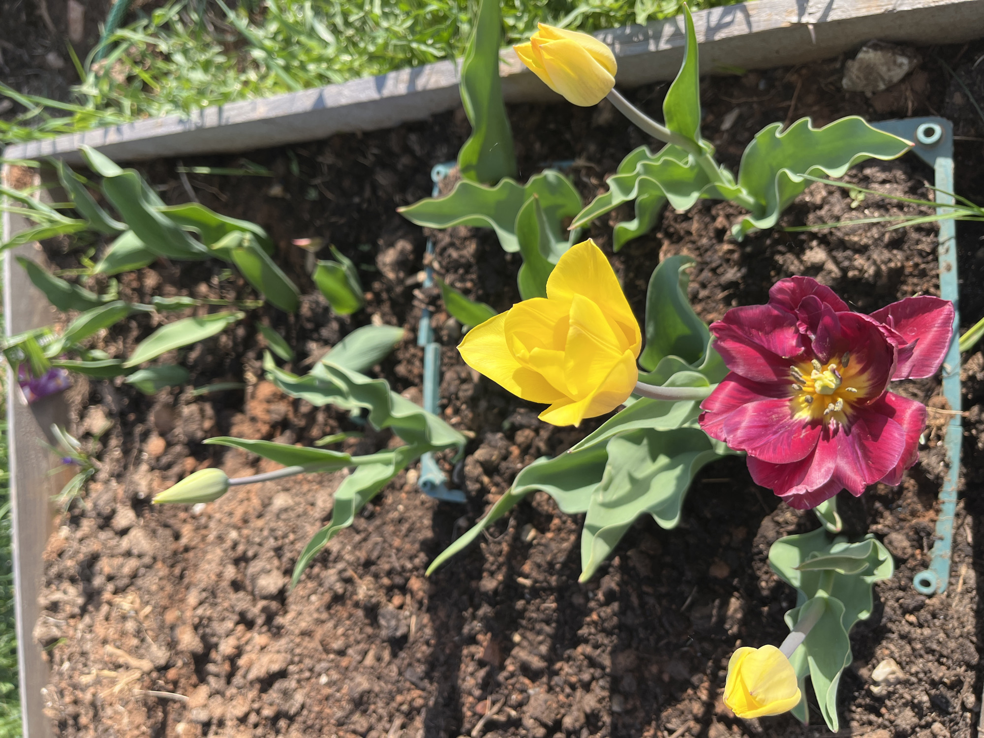 A top-down shot shows a raised garden bed in Chaikovsky, Russia, containing tulips. There are three yellow tulips, one burgundy and yellow tulip, and one tulip bud. The plants are growing in dark soil. The garden bed is bordered by wooden planks, with metal corner brackets. Sunlight illuminates the scene.
