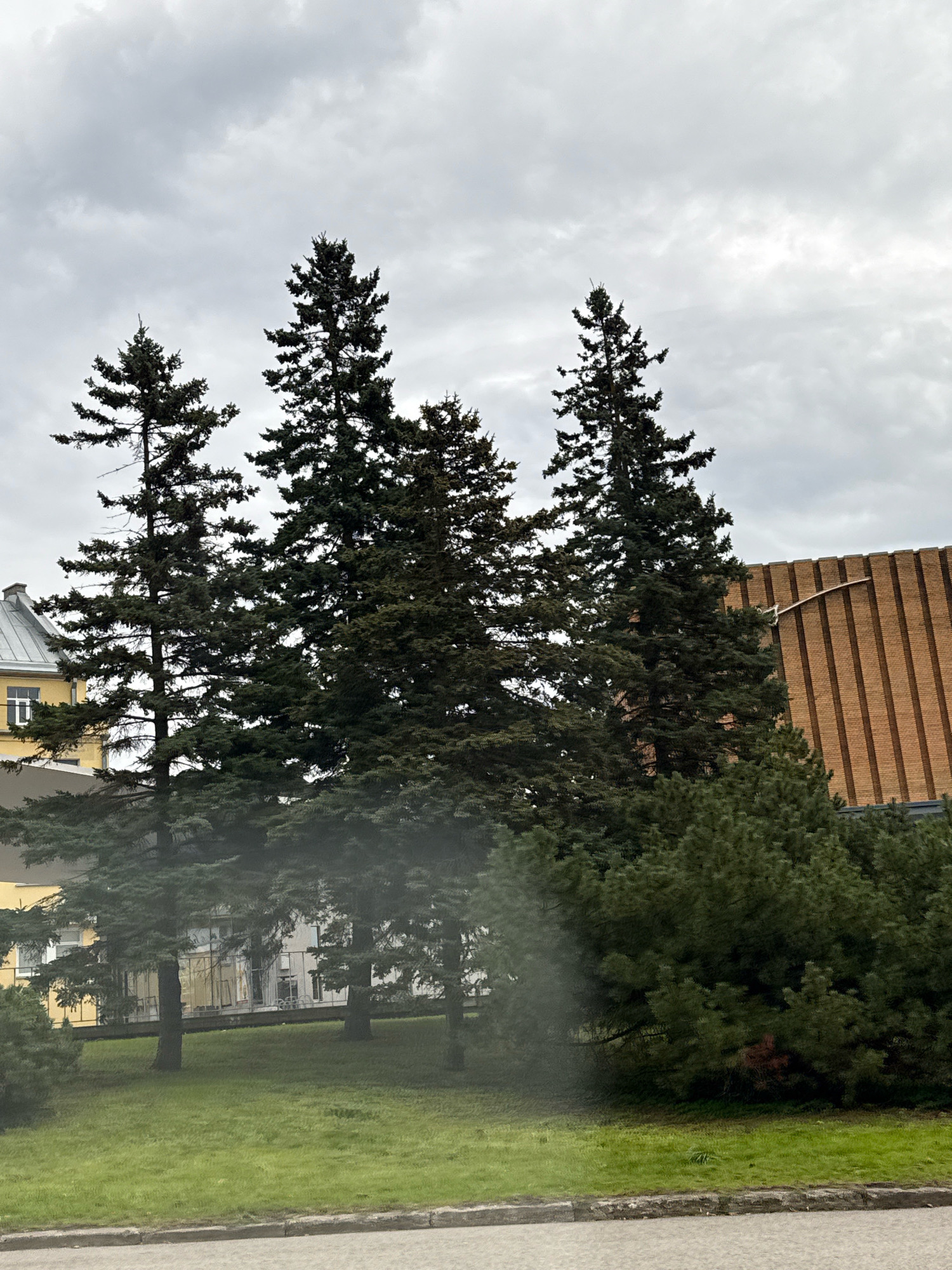 This image captures a scene in Tallinn, Estonia, featuring a cluster of tall evergreen trees in the foreground. Behind the trees, several buildings are visible. To the left, a building with a yellow facade and a grey, sloped roof is partially obscured by the trees. Further to the right, another building with a distinctive vertical brick pattern is present. The sky above is overcast with grey clouds. The ground in the foreground is a grassy area with a paved edge or sidewalk in front. The image appears to be taken outdoors on a cloudy day, likely in an urban or suburban setting.