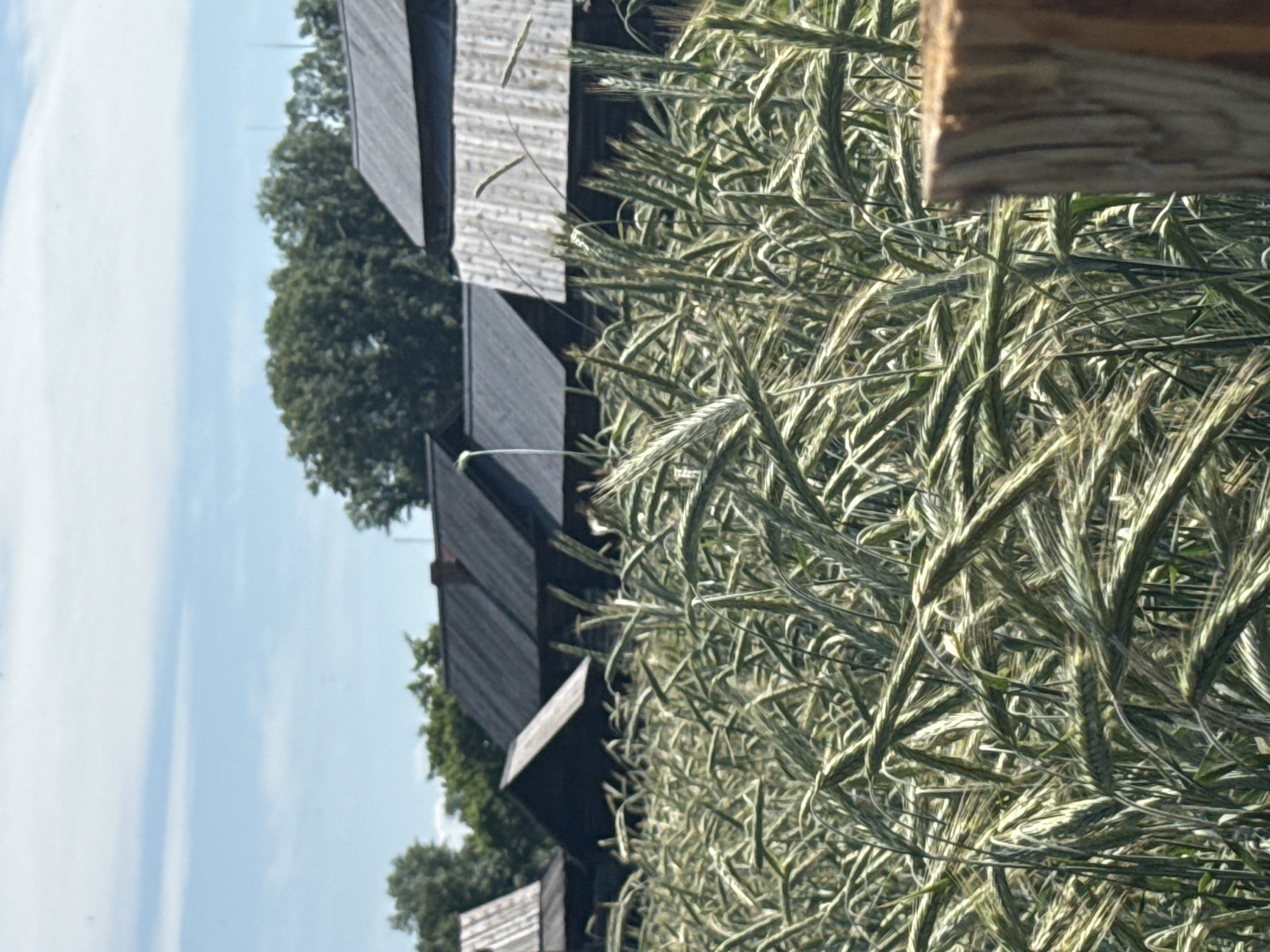 In the foreground, a dense field of ripe wheat or barley sways gently under a clear blue sky with scattered white clouds. The wheat stalks are a muted green and golden-brown, indicating maturity. In the middle ground, several wooden buildings with dark, sloped roofs are visible behind the wheat field. Some of these structures have traditional, weathered wooden siding. The buildings appear to be of rustic construction, possibly farmhouses or outbuildings. Behind the buildings, a line of lush green trees forms a natural backdrop. A rough-hewn wooden post is visible in the lower right corner of the image, adding a textured element to the foreground. The overall scene suggests a rural setting, possibly a farm or village, in Shushenskoye, Russia, characterized by agriculture and traditional architecture. There are no people or animals depicted in the image. The lighting suggests it is daytime, with bright sunlight casting subtle shadows.