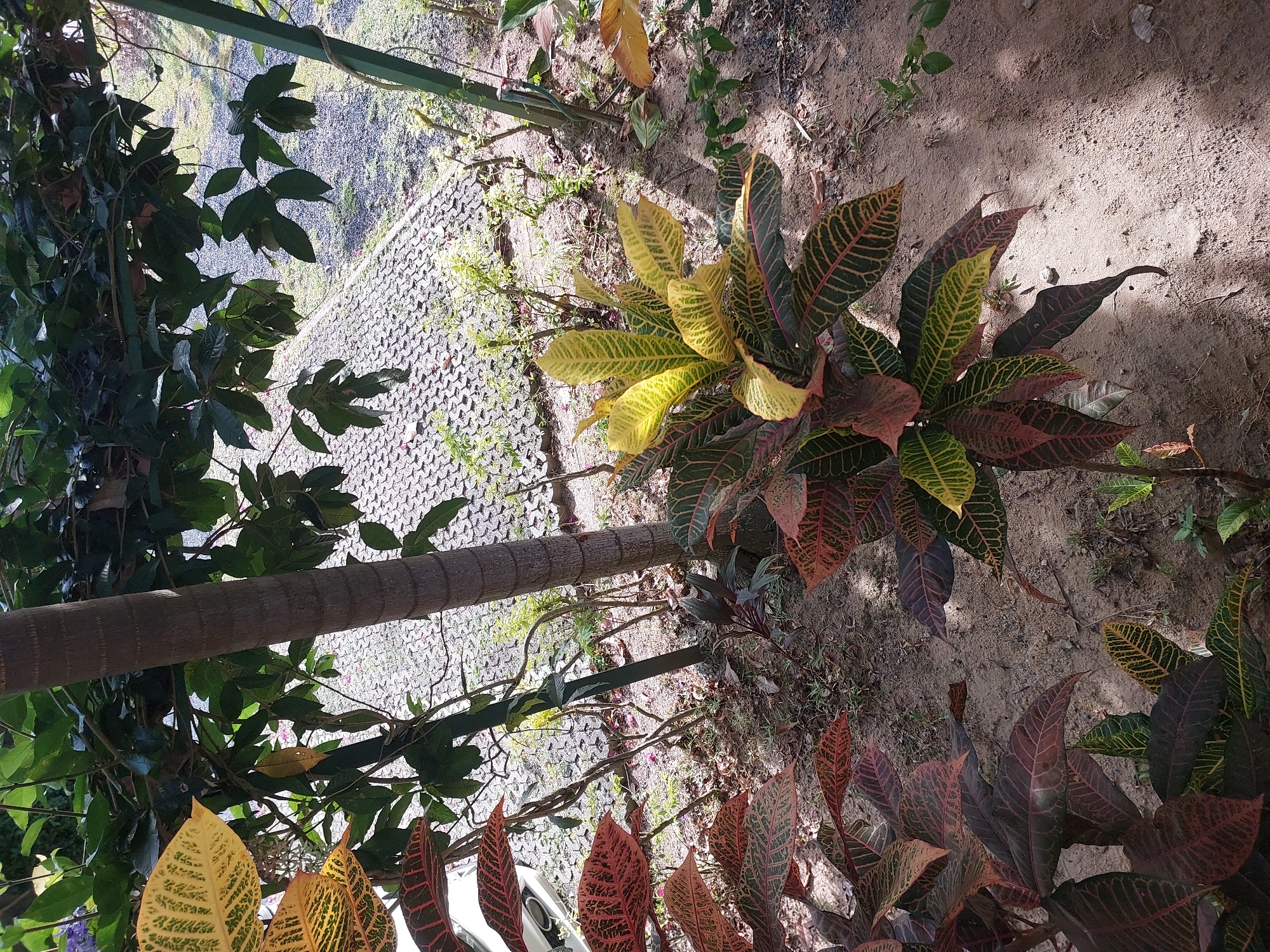 In Baan Mae Nam, Thailand, the image depicts a sun-dappled outdoor scene focusing on a cluster of variegated croton plants. The foreground is dominated by these plants, showcasing a range of leaf colors from deep red and burgundy to vibrant yellow and green, with prominent venation. A thick, textured palm tree trunk stands vertically to the right of center, partially obscuring a path constructed of interlocking grey pavers visible in the mid-ground. Lush green foliage from overhead trees casts shadows on the ground and plants. The ground itself is a mix of sand, dry leaves, and sparse vegetation. In the far left of the frame, a sliver of a white vehicle is visible. The lighting suggests it is daytime, likely morning or afternoon, given the distinct shadows. No people are present in the image.