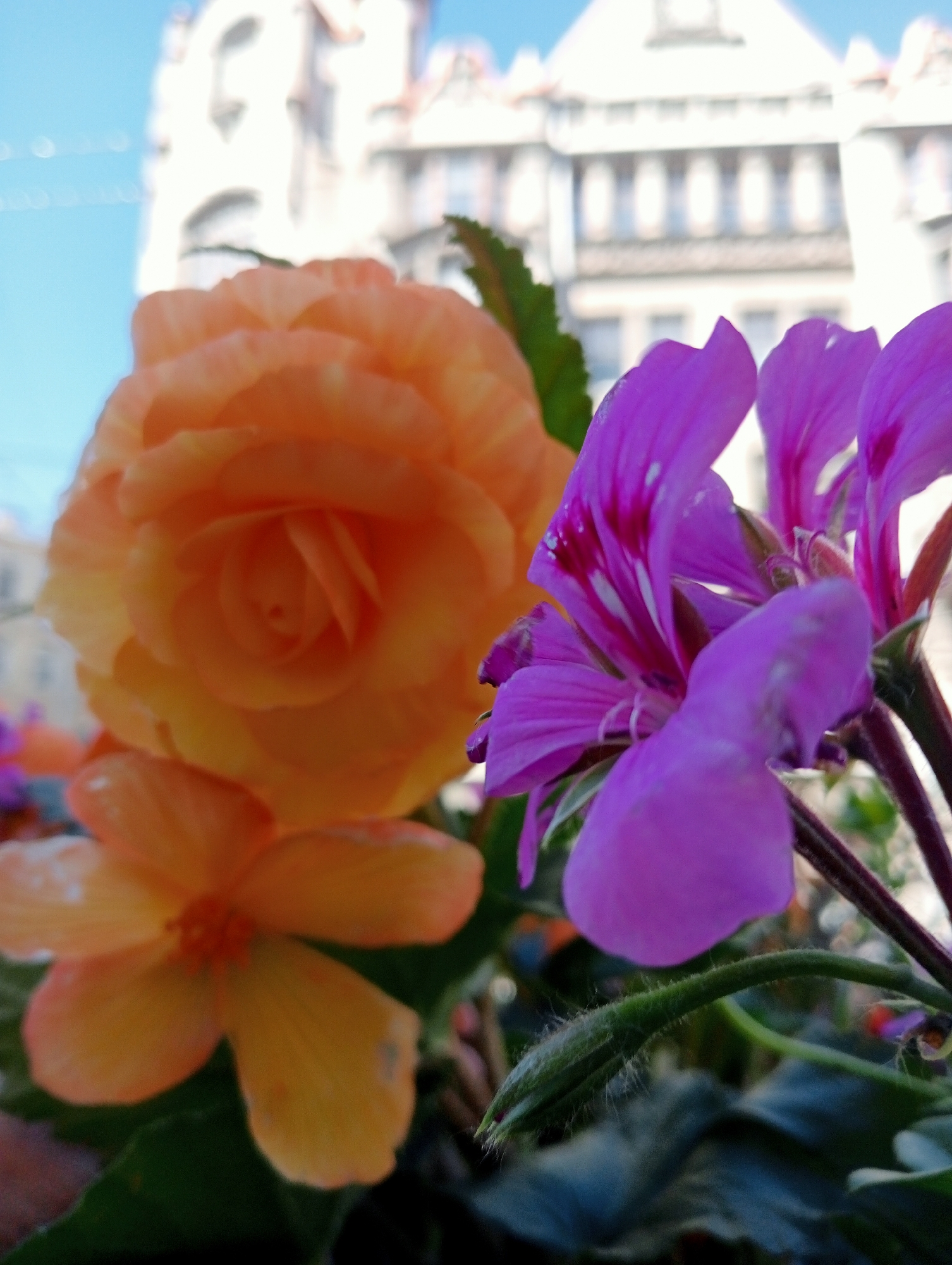 This is a close-up, low-angle outdoor photograph of two types of flowers in the foreground, with a blurred building in the background. The flower on the left is a large, orange-pink rose with tightly packed petals. To the right of the rose, and slightly in front of it, are several purple flowers, possibly geraniums, with intricate veining on their petals. Some green leaves and stems are also visible. The building in the background appears to be historic, with classical architectural features, possibly a grand facade with arched windows. The sky is a bright, clear blue. The overall impression is one of a floral display in an urban setting, perhaps a balcony or garden adjacent to an older building. Without further context or visible landmarks, pinpointing the specific location within Saint Petersburg is not possible.