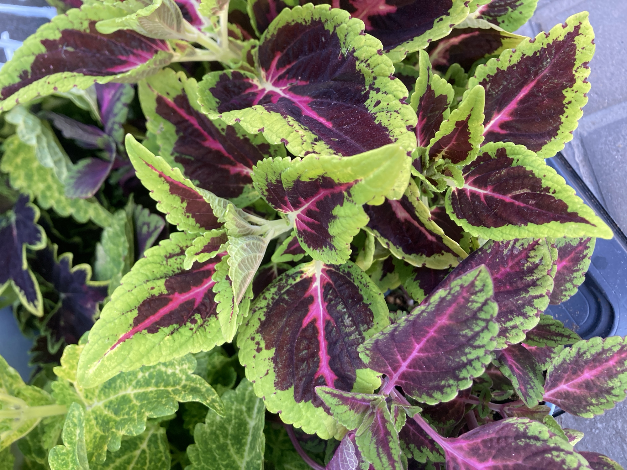 The media file is a close-up, overhead shot of a collection of Coleus plants. The leaves display a vibrant pattern of lime green edges that transition to a deep burgundy-purple center, with pink veins running through them. Some leaves have a more mottled green and yellow appearance. The plants appear healthy and are densely packed together, suggesting they are in a planter or garden bed. The lighting indicates it is daytime, and the overall scene is brightly lit, possibly suggesting an outdoor setting. The background is blurred, but hints of a rough, textured surface, perhaps paving stones or a wall, and the edge of a dark plastic container are visible. There are no people or animals present, and no text is visible in the image.