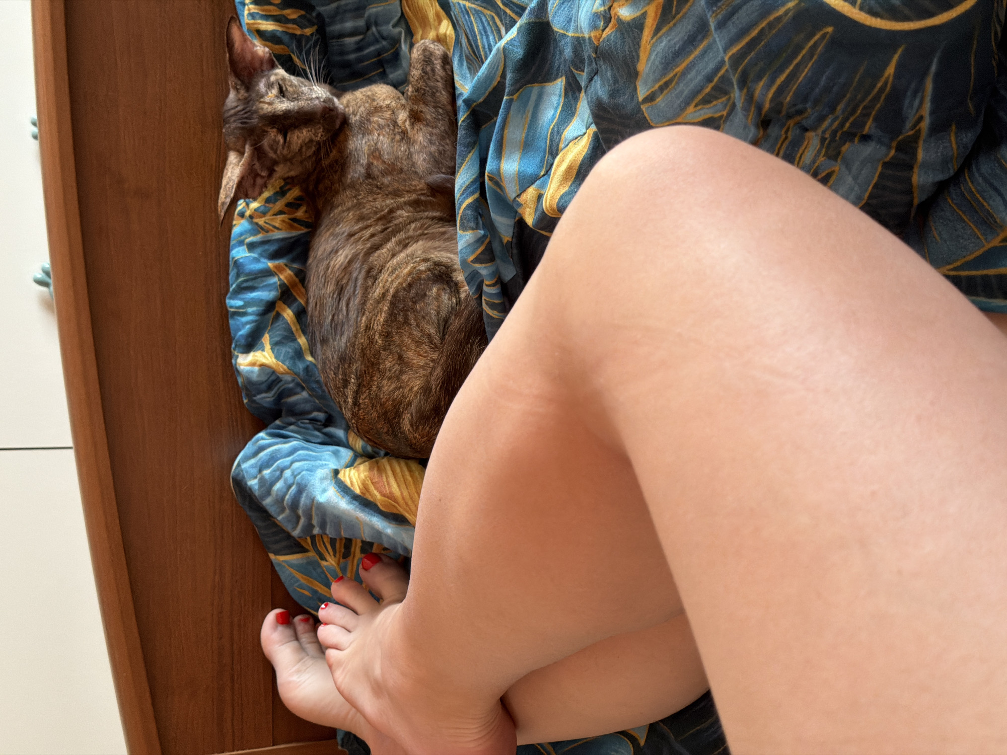 The image shows a person's legs crossed, with red nail polish on the toes. A tabby cat is lying on a blue and gold patterned blanket or fabric next to the legs. The background includes a wooden cabinet or drawer. There is no evidence to suggest the location is in Chaikovsky, Russia.