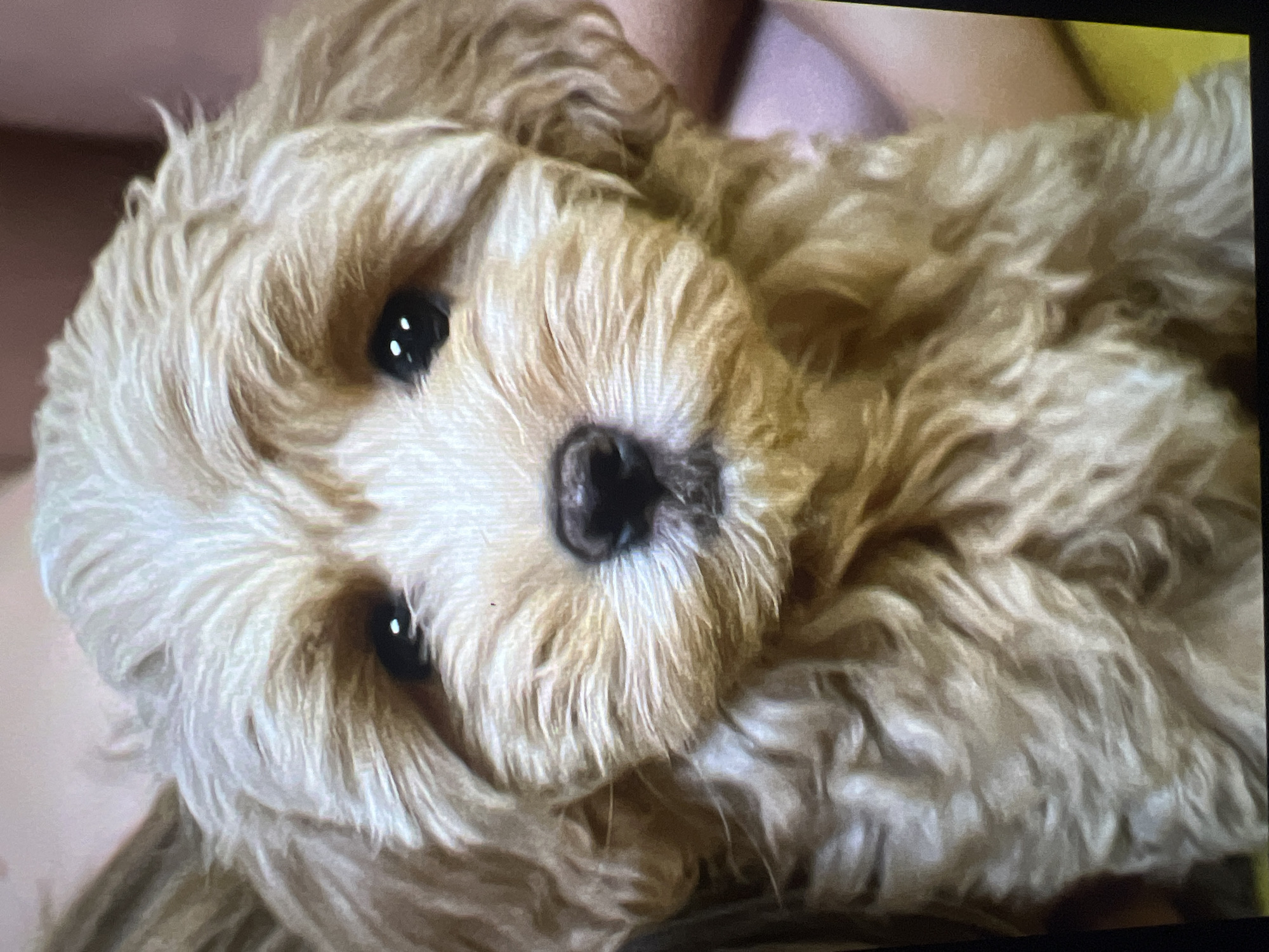 A close-up, head-on, portrait-style photograph captures a light-colored, fluffy puppy of an indeterminate breed, possibly a Goldendoodle or similar. The puppy's fur is a pale golden brown, with lighter highlights. Its eyes are dark, round, and expressive, with a glint of light on each pupil. The nose is dark brown and moist. The puppy's ears are floppy and blend into the fur of its head. The background is out of focus, showing a blurry pinkish-brown and yellow, suggesting it may be held by a person or sitting on a soft surface. The image is well-lit, focusing attention on the puppy's face.