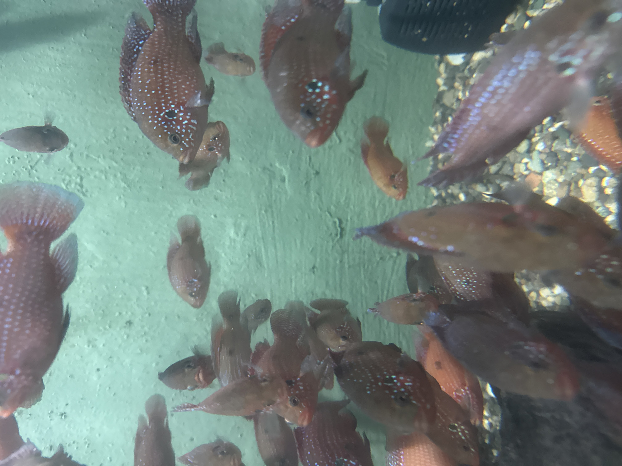 The image shows a group of freshwater fish, specifically Flowerhorn cichlids, in an aquarium. The fish are various sizes and colors, mostly reddish-brown with iridescent spots. The aquarium has a light green background, suggesting a painted or textured wall. The bottom is covered with light-colored gravel. The aquarium appears to be located at the Batumi Aquarium in Batumi, Georgia, due to the common display of this fish at the Aquarium.