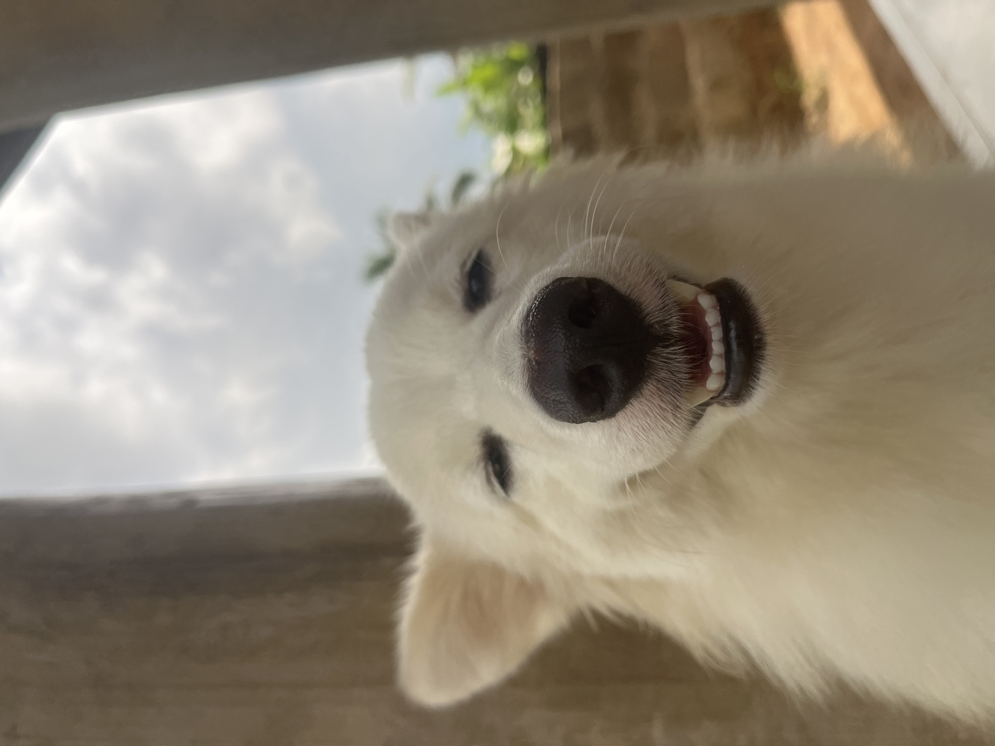 A close-up shot of a white dog with its head tilted, revealing its teeth. The background shows a cloudy sky and some greenery. The location in Ikot Ekpene, Nigeria cannot be determined from the image.